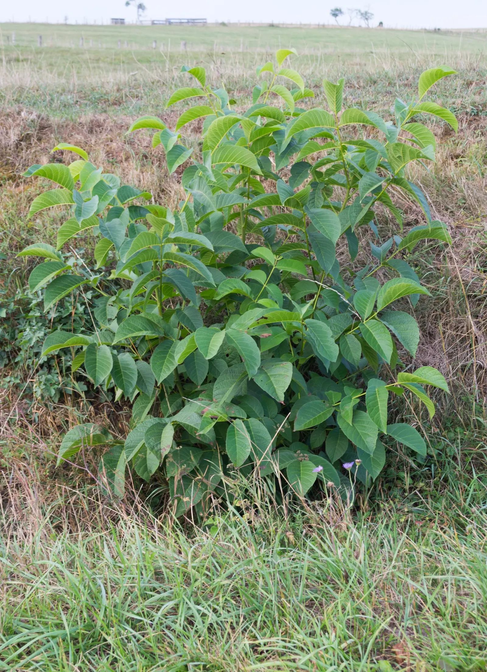 English Walnut (Juglans Regia) — this stately tree also offers yellow-green catkins in spring; hard-shelled nut inside.<br><br>For optimal growth, image 65