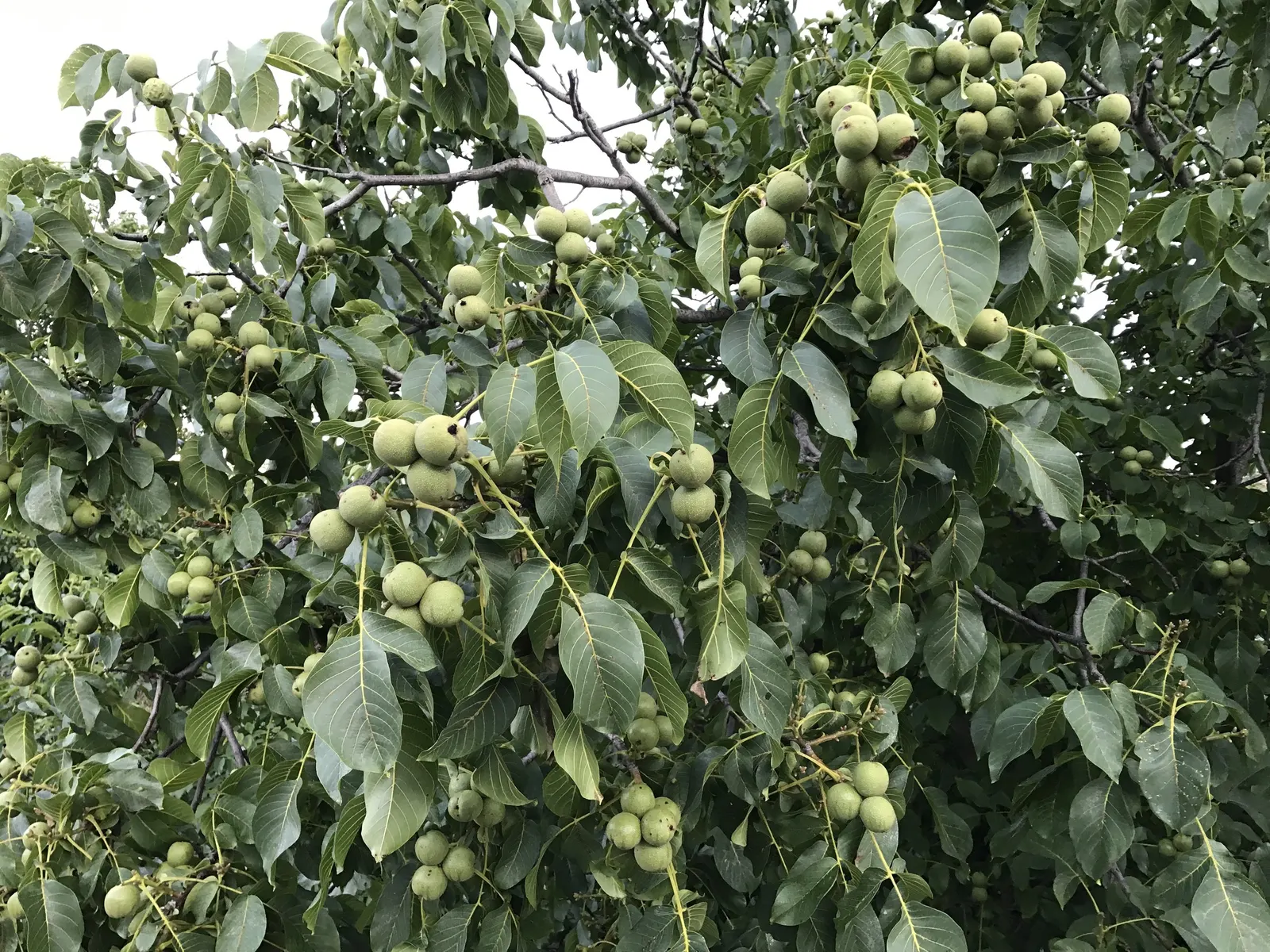 English Walnut (Juglans Regia) — the English Walnut prefers well-drained