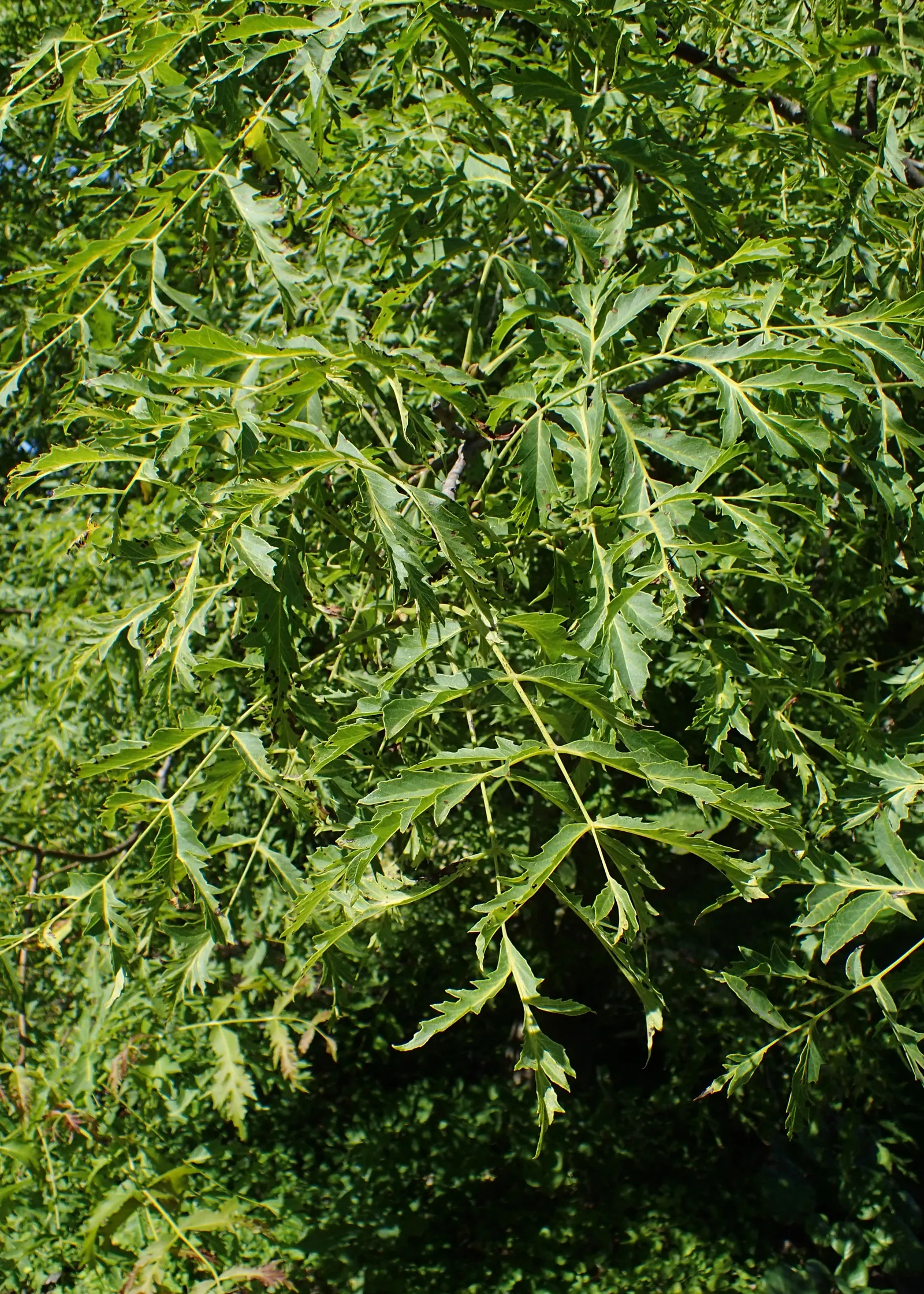 English Walnut (Juglans Regia) — Ample space is a must to accommodate its extensive root system; clients will enjoy the dual benefits of its, image 46