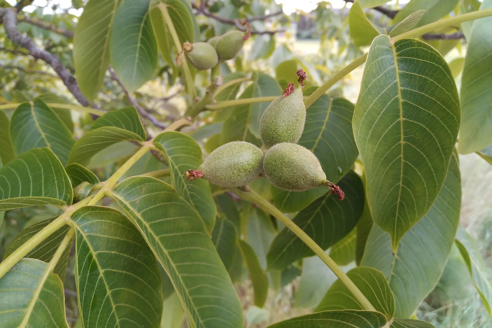 English Walnut (Juglans Regia) — By late summer to fall, the tree yields its hallmark walnuts encased in a round, green husk; fertile soil and a, image 71