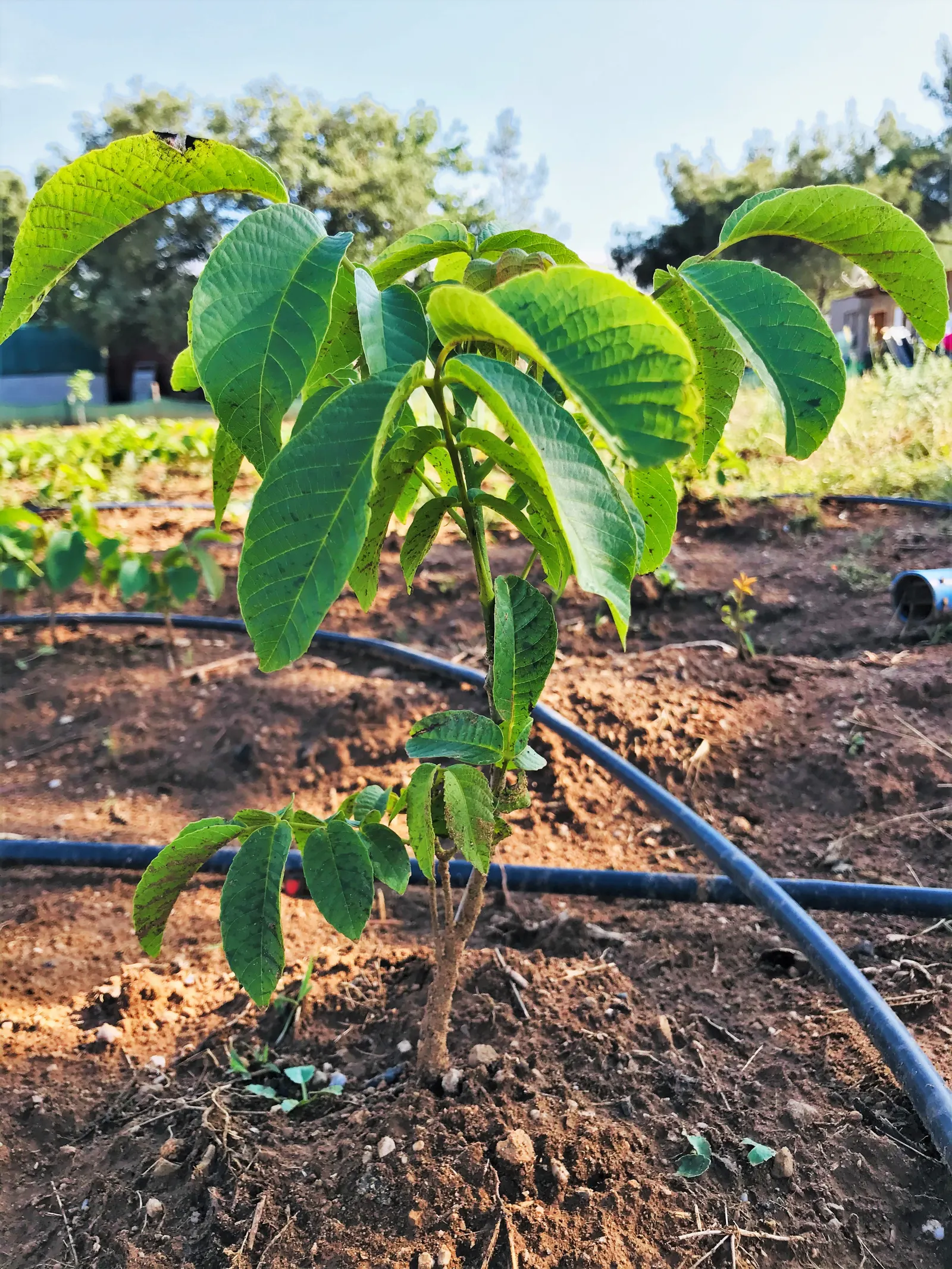 English Walnut (Juglans Regia) — Notable for its pinnate foliage and rounded canopy; this stately tree also offers yellow-green catkins in spring, image 64