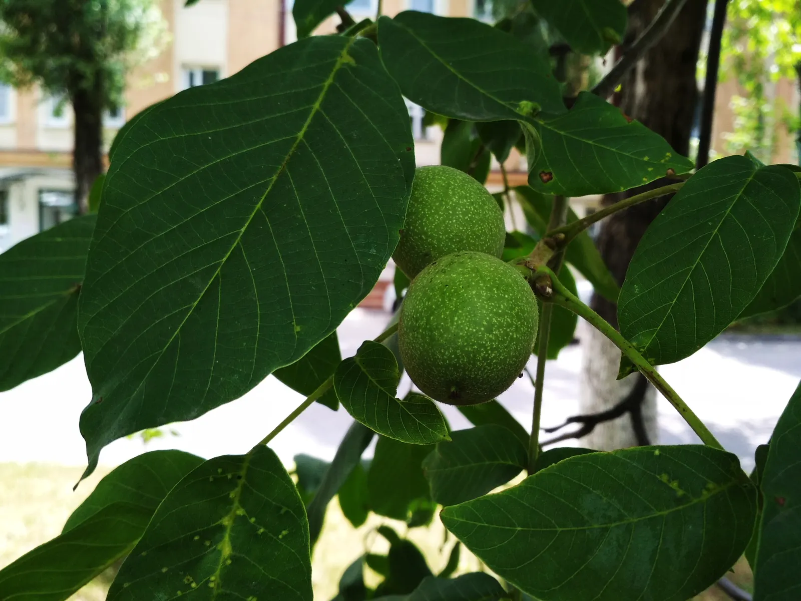 English Walnut (Juglans Regia) — thus care should be taken when selecting companion flora.<br><br>Furthermore