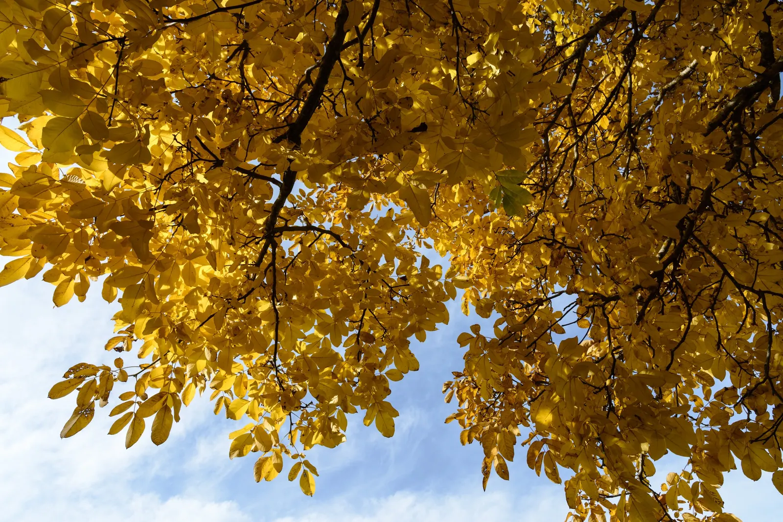 English Walnut (Juglans Regia) — It grows to an impressive 40-60 feet with a 30-40 feet spread; by late summer to fall, the tree yields its, image 82