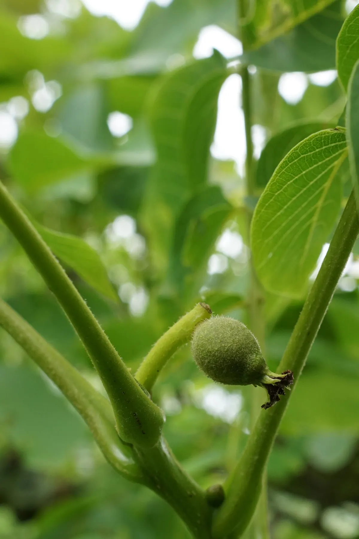 English Walnut (Juglans Regia) — Clients will enjoy the dual benefits of its stately appearance and fruitful bounty in their garden; with an, image 79