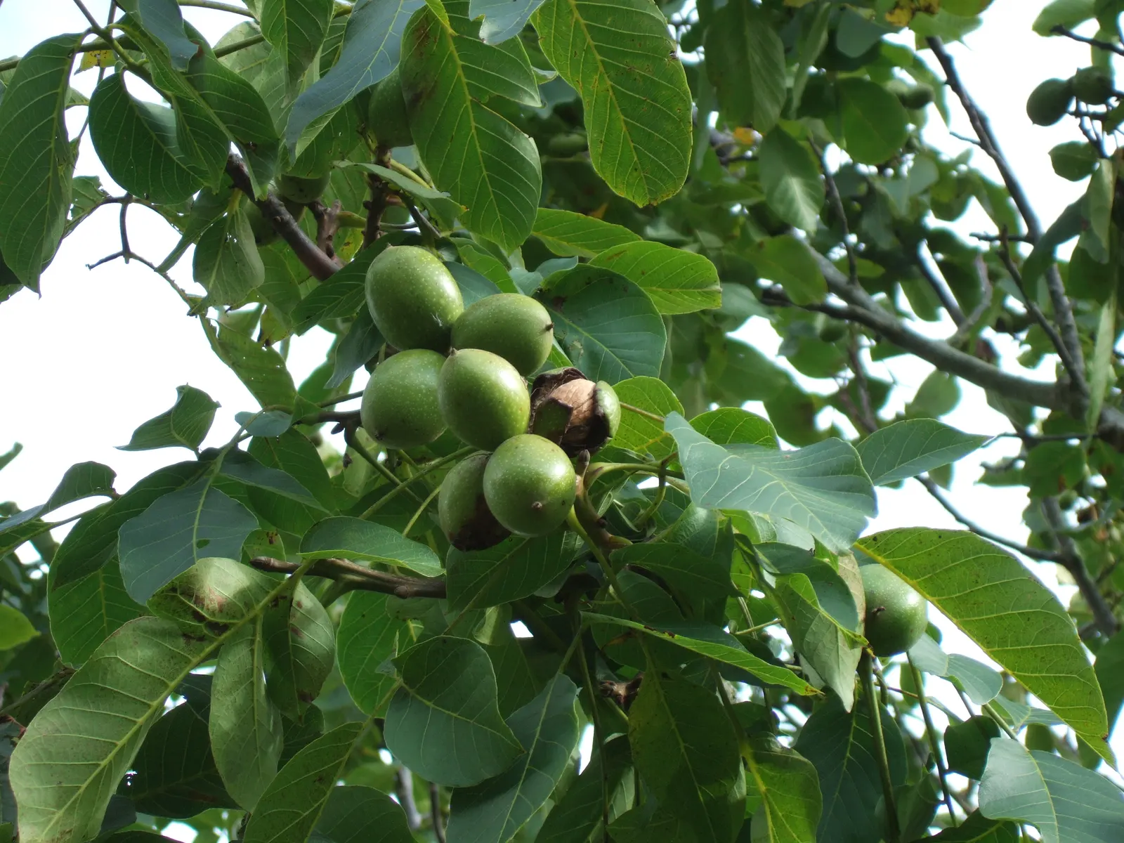 English Walnut (Juglans Regia) — Preferable in zones 4-9, it requires full sun and well-drained soil; thus care should be taken when selecting, image 43
