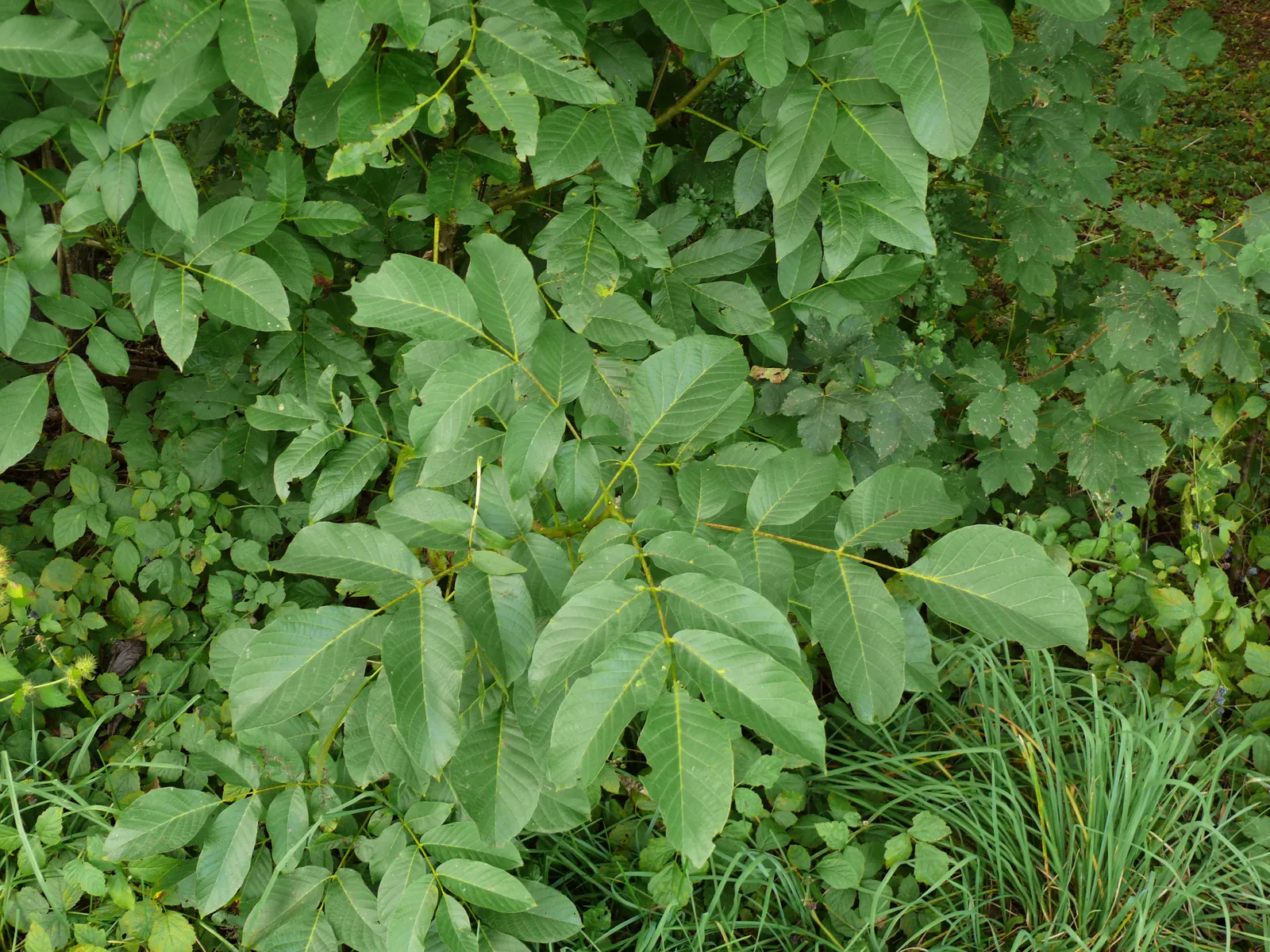 English Walnut (Juglans Regia) — thus care should be taken when selecting companion flora.<br><br>Furthermore; preferable in zones 4-9, it requires, image 78