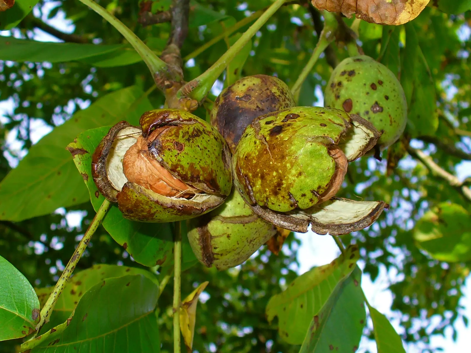 English Walnut (Juglans Regia) — Clients will enjoy the dual benefits of its stately appearance and fruitful bounty in their garden; with an, image 59