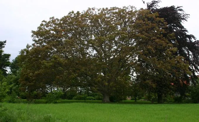 English Walnut (Juglans Regia) — It grows to an impressive 40-60 feet with a 30-40 feet spread; by late summer to fall, the tree yields its hallmark walnuts