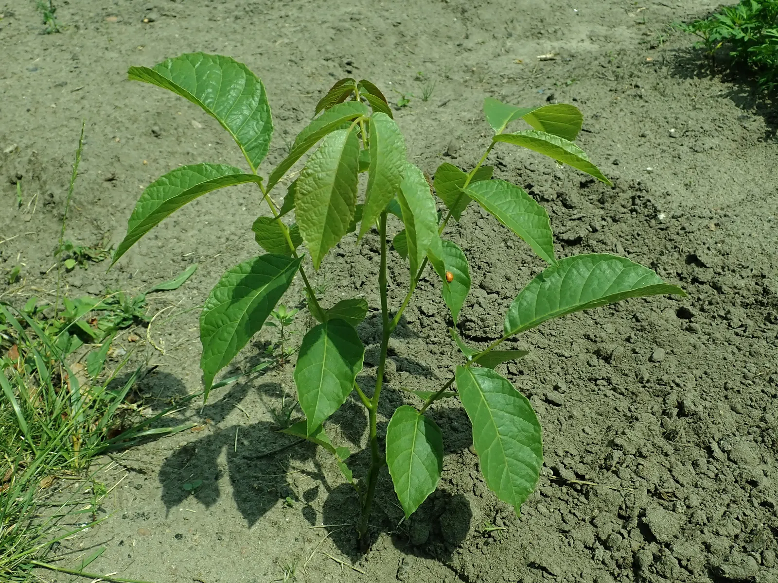 English Walnut (Juglans Regia) — the English Walnut prefers well-drained; mature specimens can reach heights ranging from 40 to 60 feet with a canopy spread of