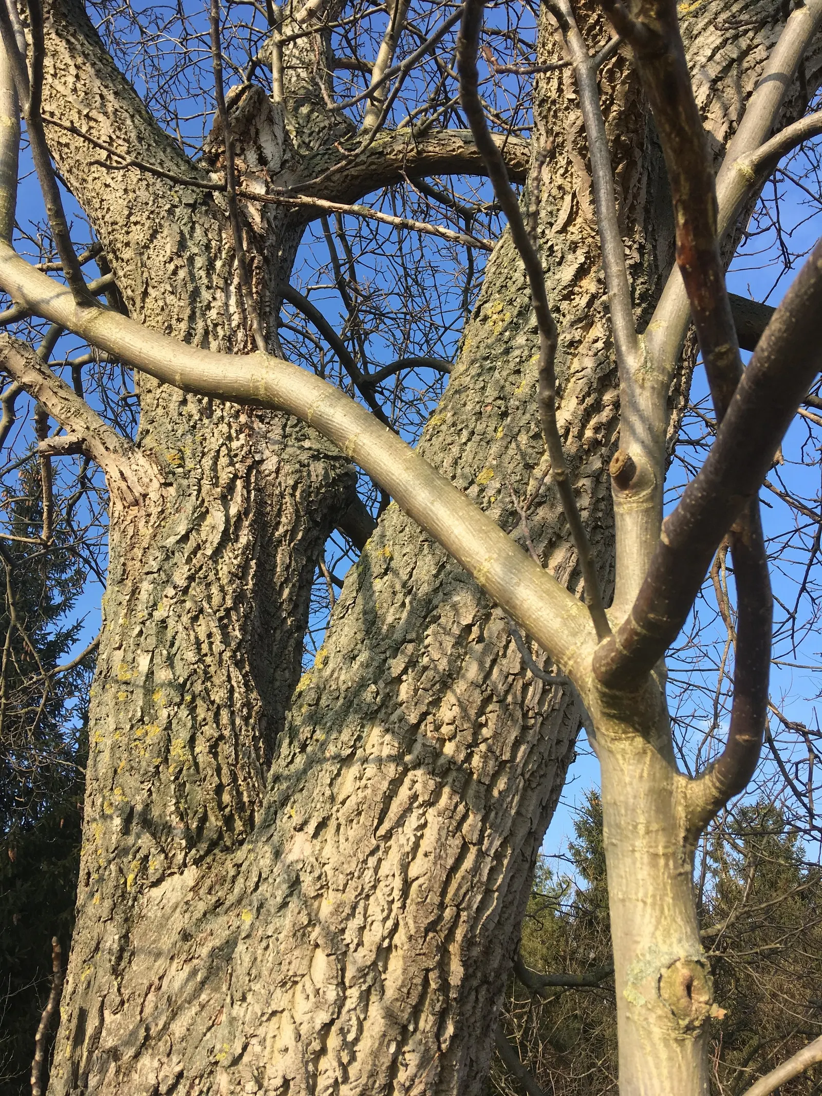 English Walnut (Juglans Regia) — fertile soil and a location that receives full sun exposure; while the tree is relatively tolerant of various soil, image 74