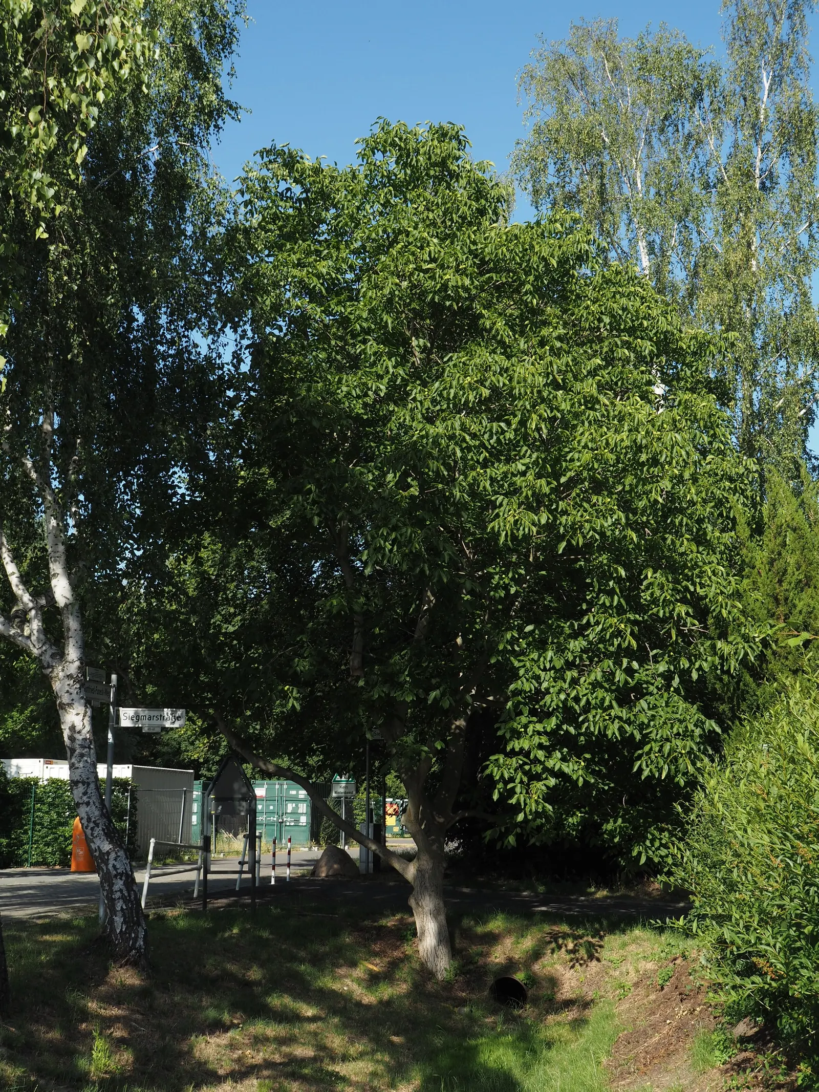 English Walnut (Juglans Regia) — esteemed for its fine-quality nuts and attractive timber; notable for its pinnate foliage and rounded canopy