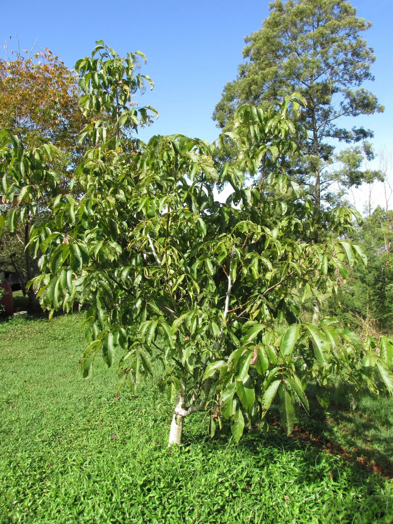 English Walnut (Juglans Regia) — Note that Juglans regia produces a chemical called juglone