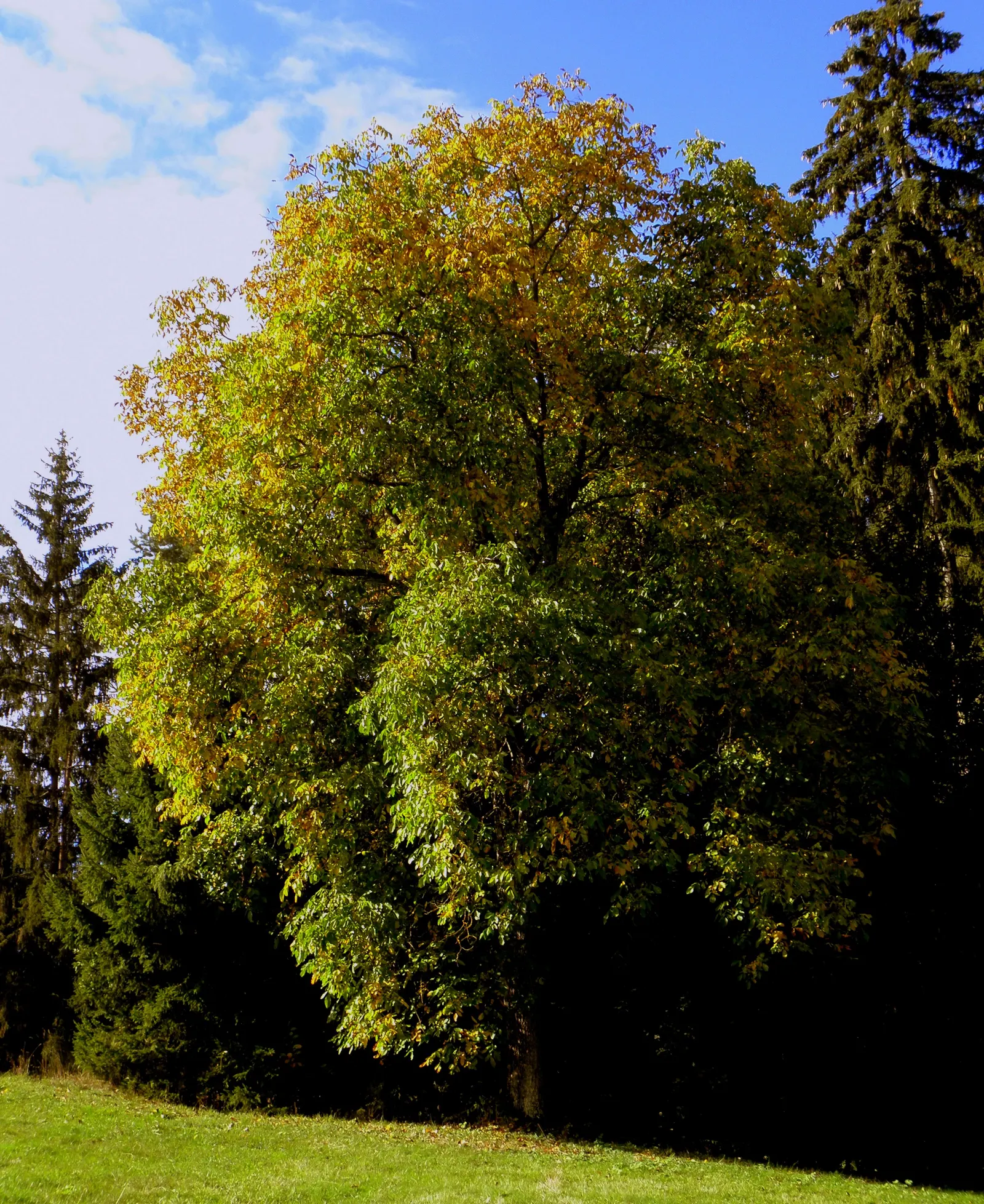 English Walnut (Juglans Regia) — It grows to an impressive 40-60 feet with a 30-40 feet spread; by late summer to fall, the tree yields its, image 42