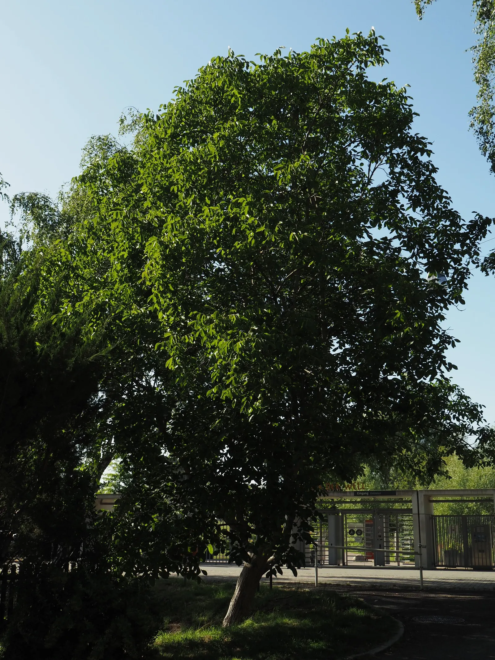 English Walnut (Juglans Regia) — Note that Juglans regia produces a chemical called juglone; typically measuring 5 to 9 inches in length