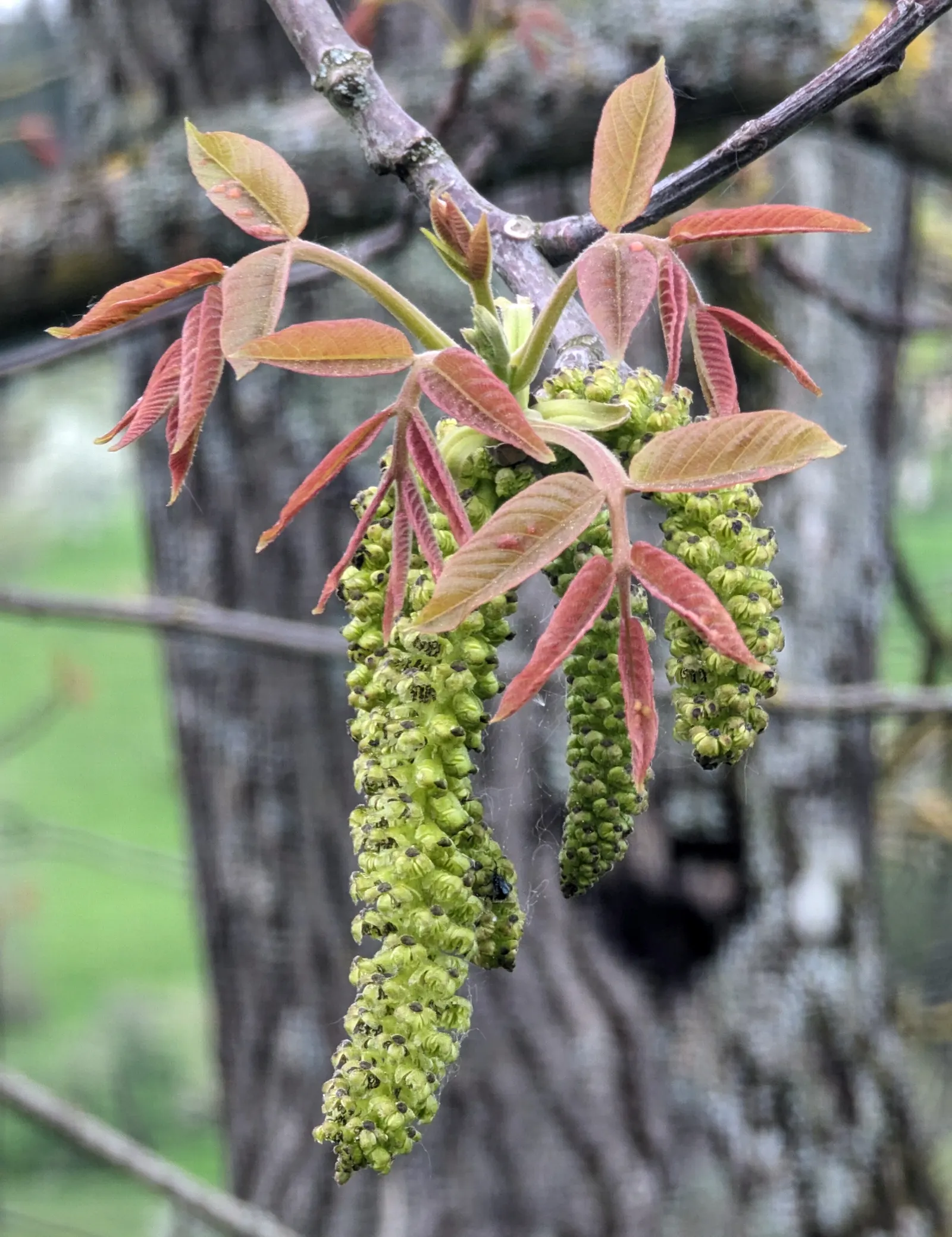 English Walnut (Juglans Regia) — with an arrangement of 5 to 9 leaflets per leaf; scientifically referred to as Juglans regia