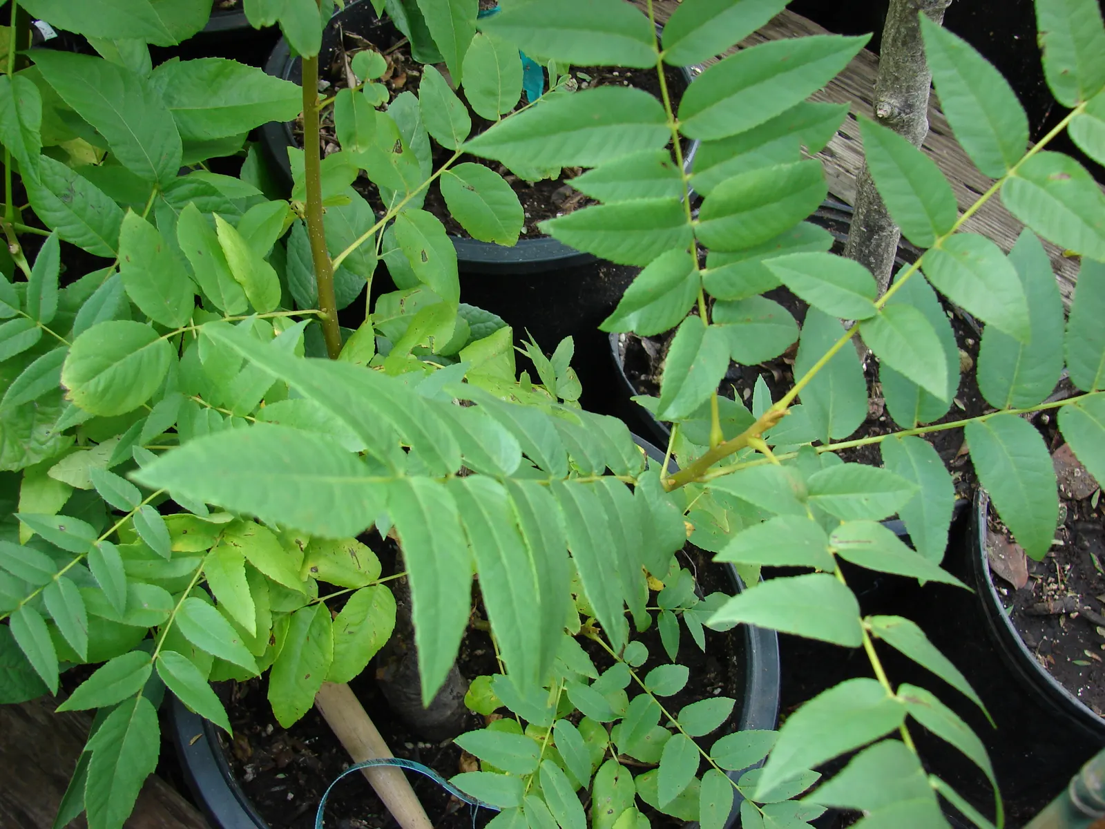 English Walnut (Juglans Regia) — tree for full