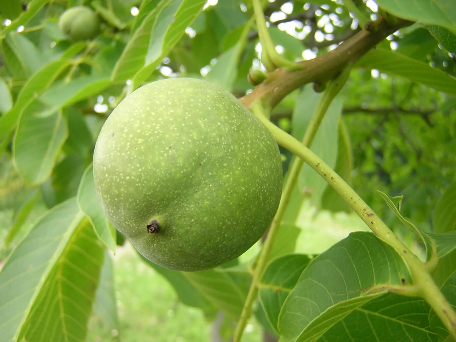 English Walnut (Juglans Regia) — Mature specimens can reach heights ranging from 40 to 60 feet with a canopy spread of equal proportion; the English Walnut