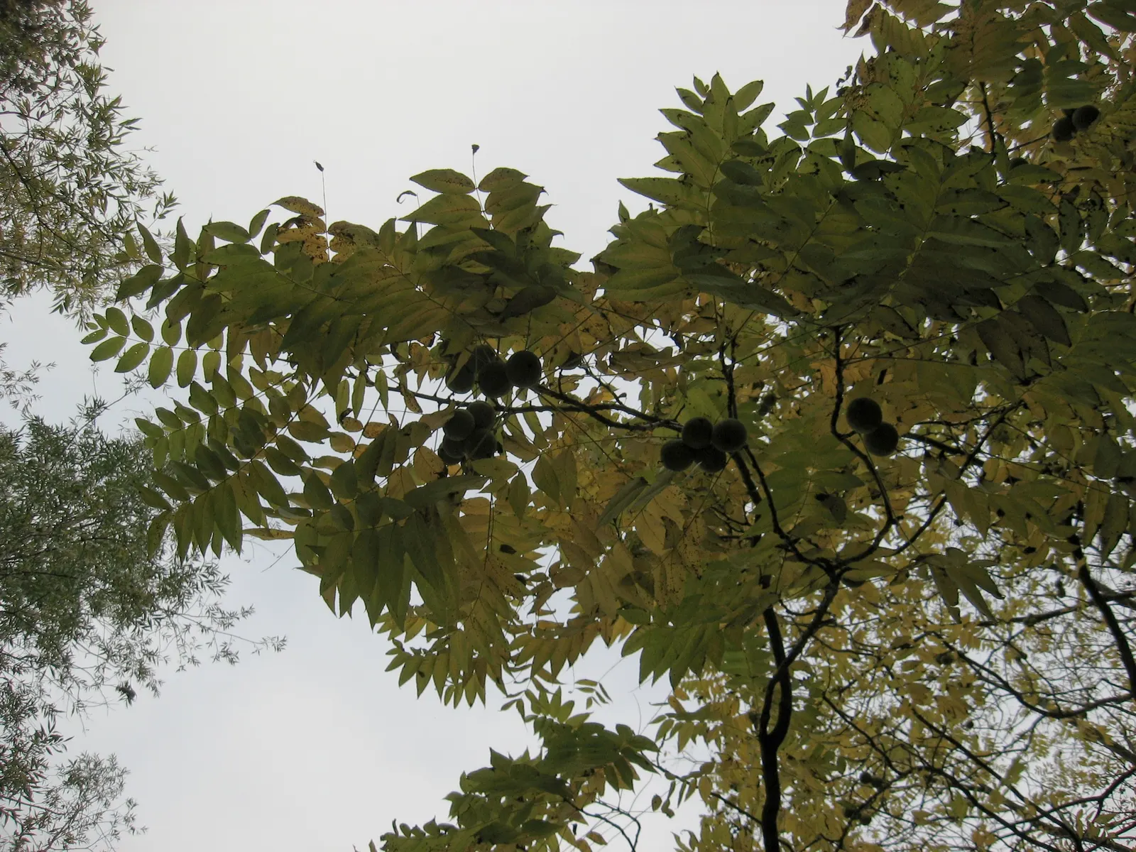 English Walnut (Juglans Regia) — While the tree is relatively tolerant of various soil types, it thrives in soil with a pH range of 6 to 7.5; it, image 75