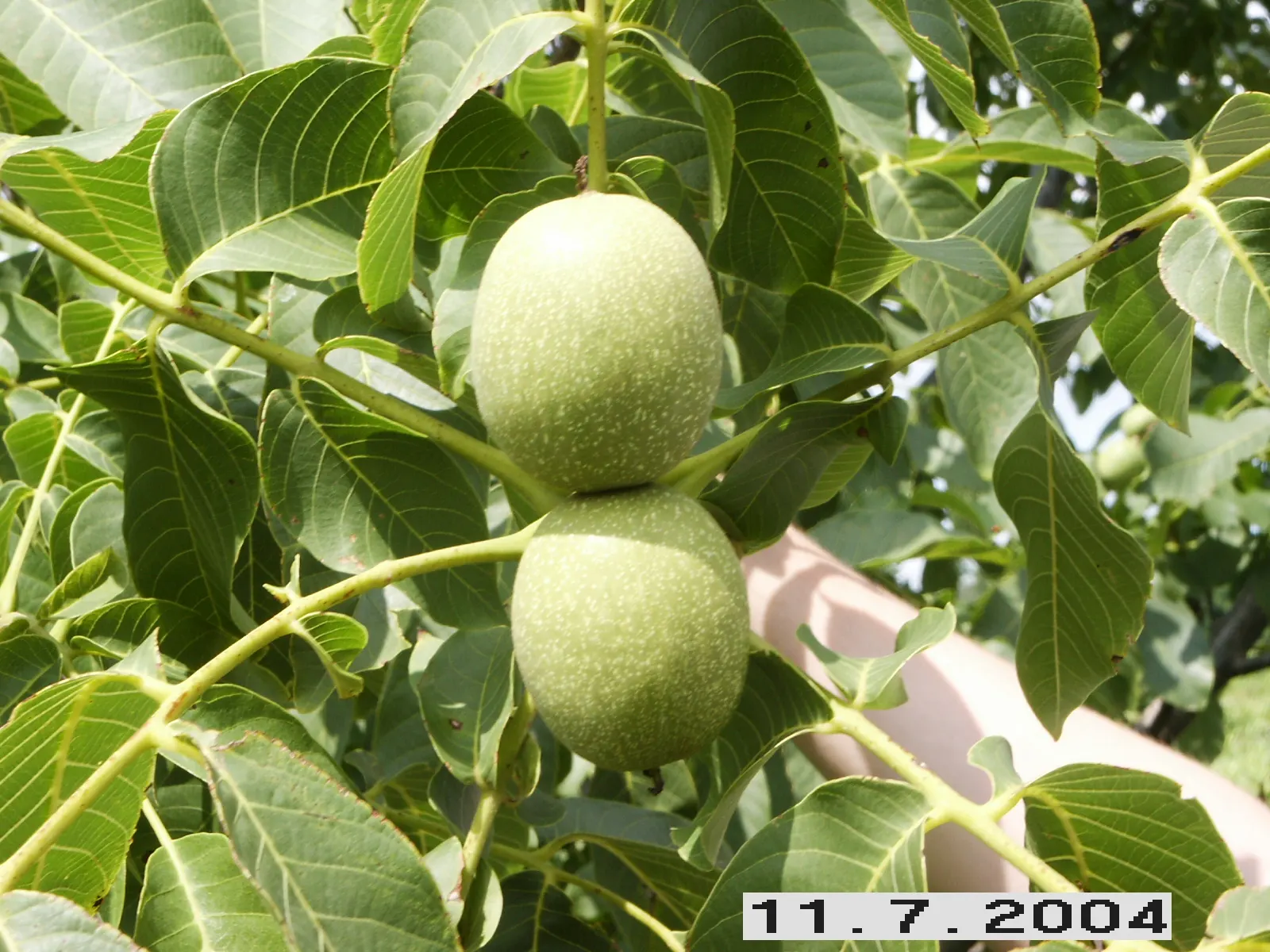 English Walnut (Juglans Regia) — Preferable in zones 4-9, it requires full sun and well-drained soil; thus care should be taken when selecting, image 83