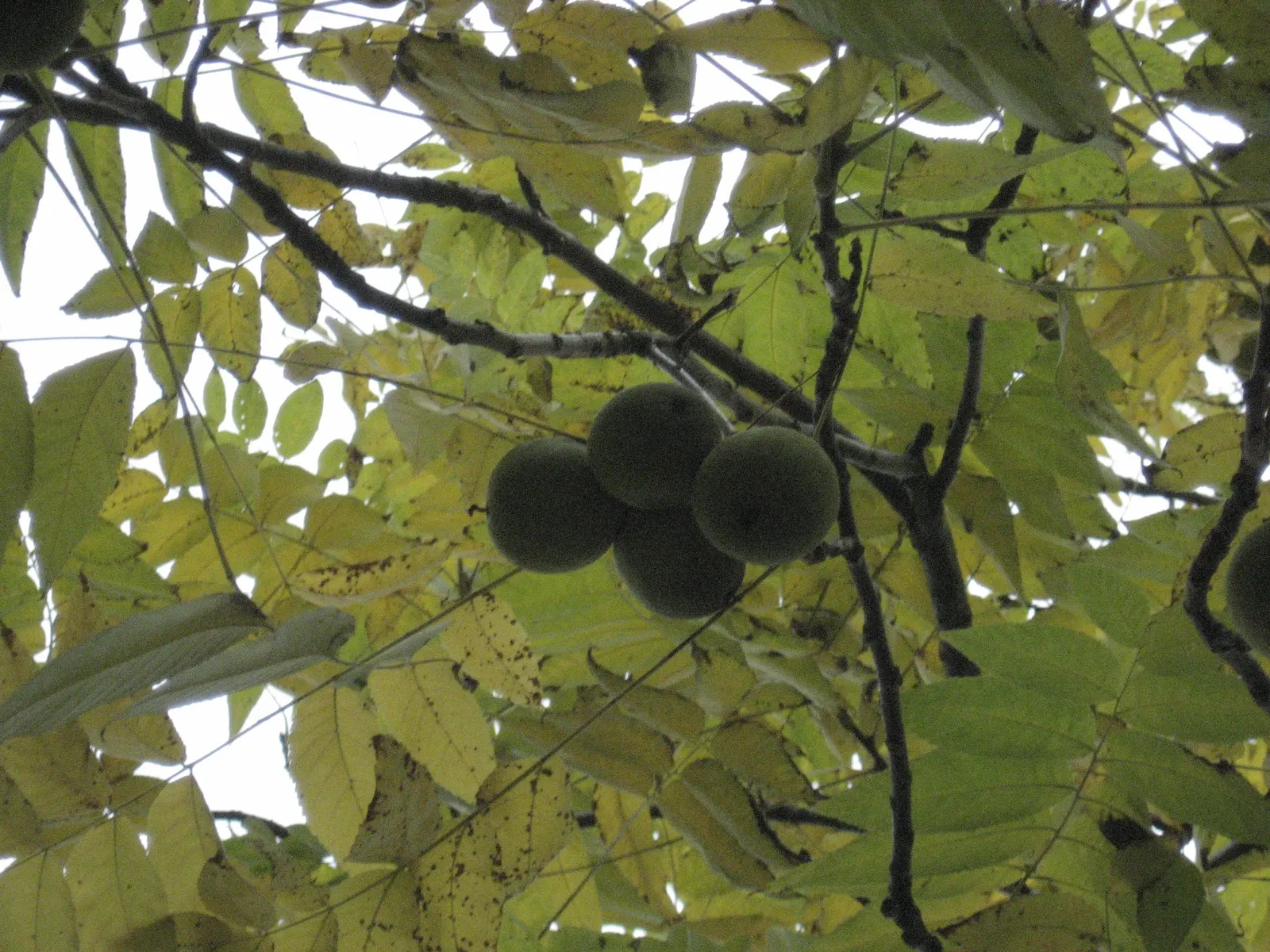 English Walnut (Juglans Regia) — Notable for its pinnate foliage and rounded canopy; this stately tree also offers yellow-green catkins in spring, image 44