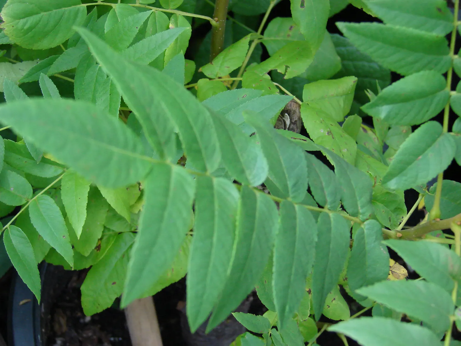English Walnut (Juglans Regia) — By late summer to fall, the tree yields its hallmark walnuts encased in a round, green husk; fertile soil and a location that