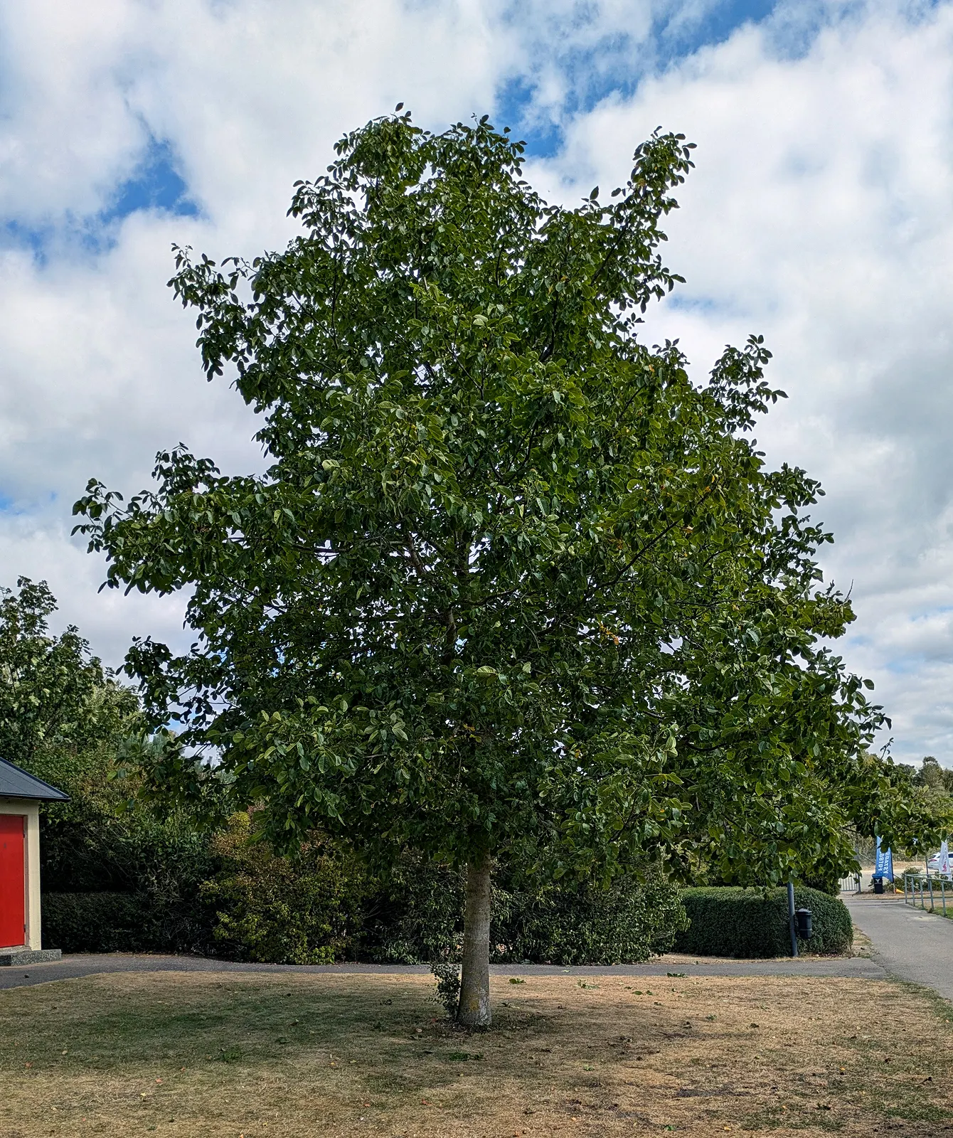 English Walnut (Juglans Regia) — the English Walnut prefers well-drained; mature specimens can reach heights ranging from 40 to 60 feet with a, image 73