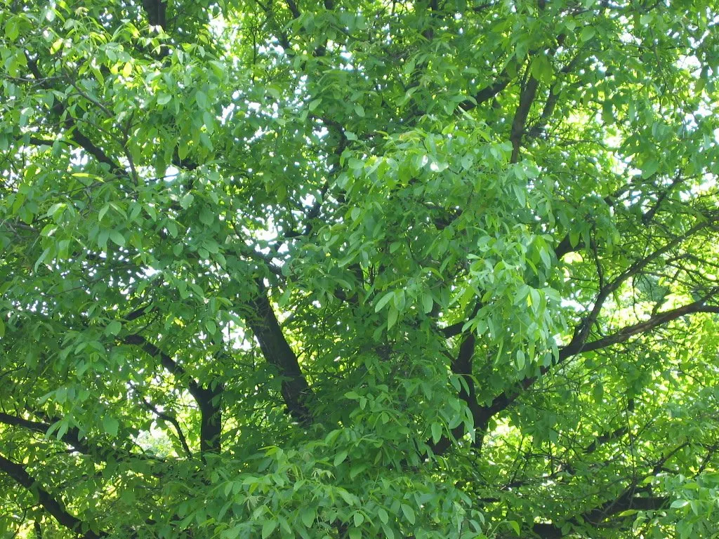 English Walnut (Juglans Regia) — typically measuring 5 to 9 inches in length; tree for full, image 69