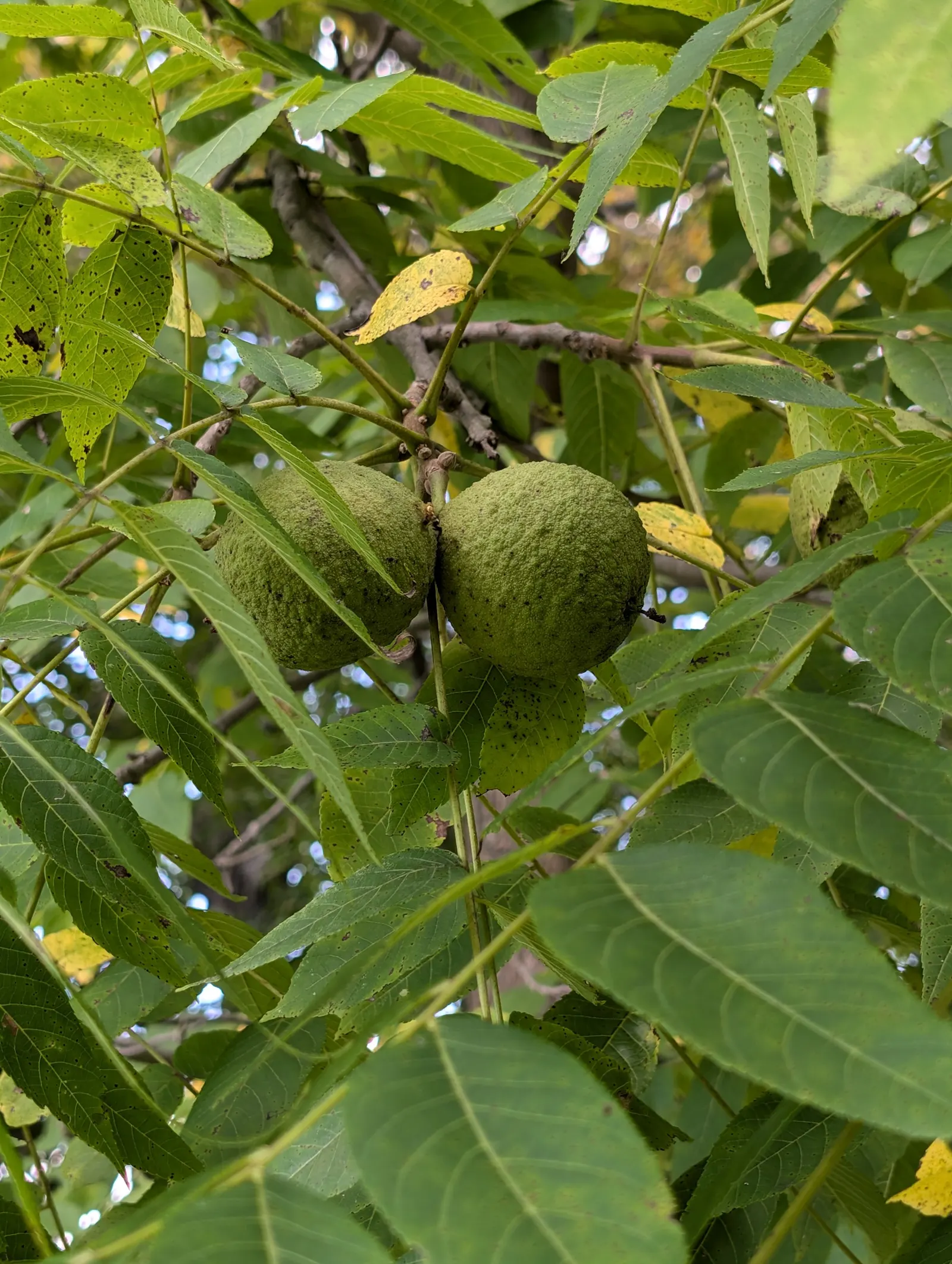 English Walnut (Juglans Regia) — scientifically referred to as Juglans regia