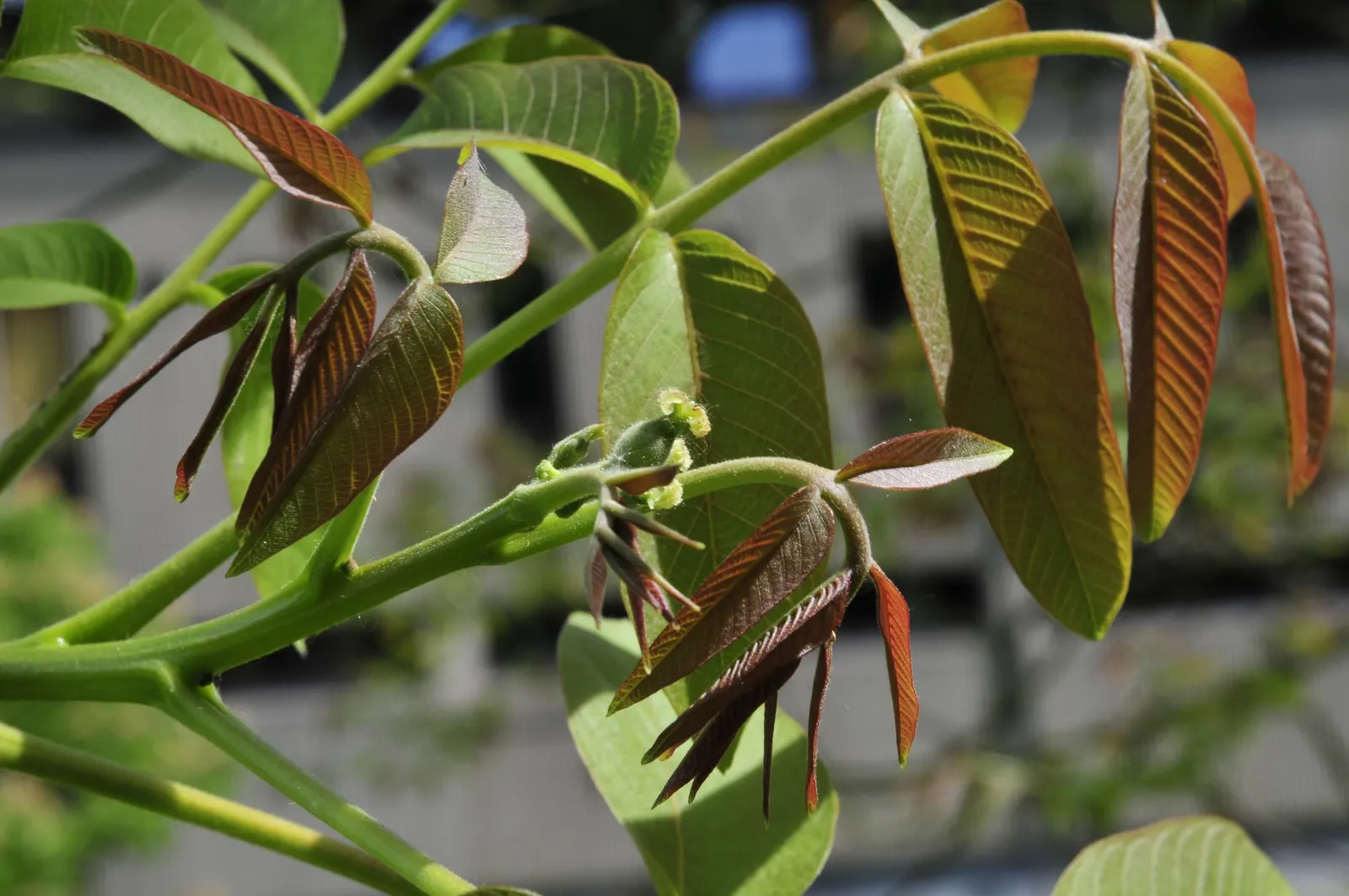 English Walnut (Juglans Regia) — It grows to an impressive 40-60 feet with a 30-40 feet spread