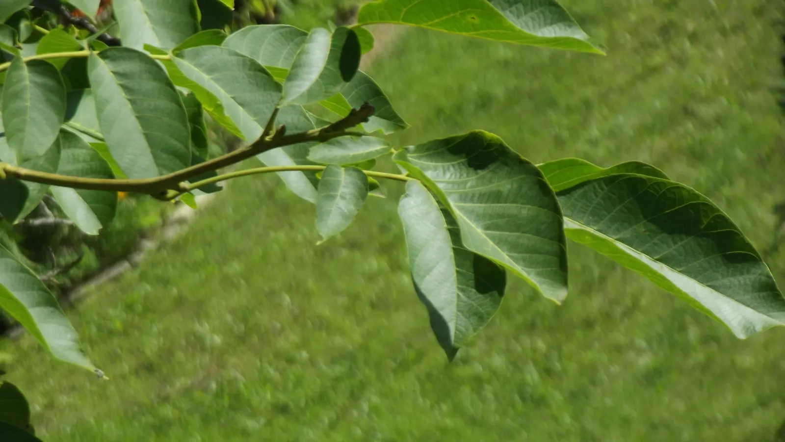 English Walnut (Juglans Regia) — Ample space is a must to accommodate its extensive root system