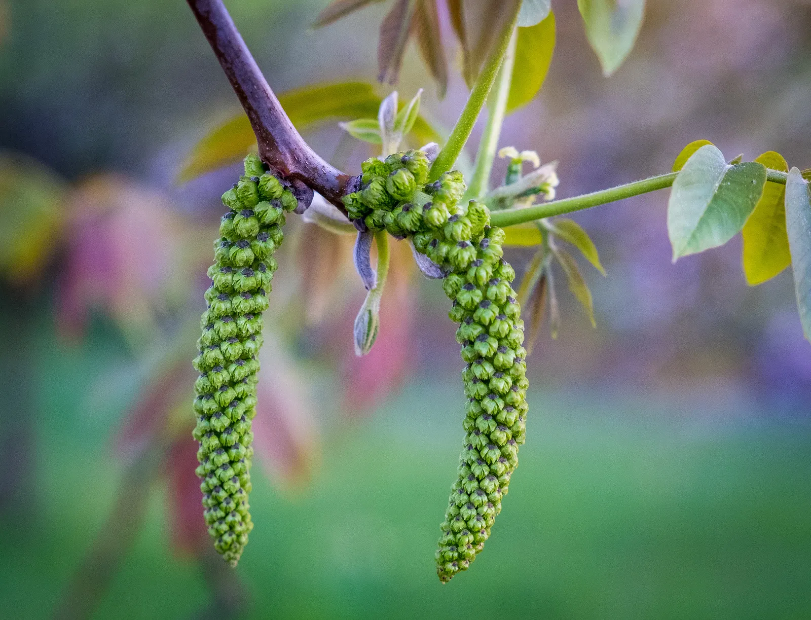 English Walnut (Juglans Regia) — this stately tree also offers yellow-green catkins in spring