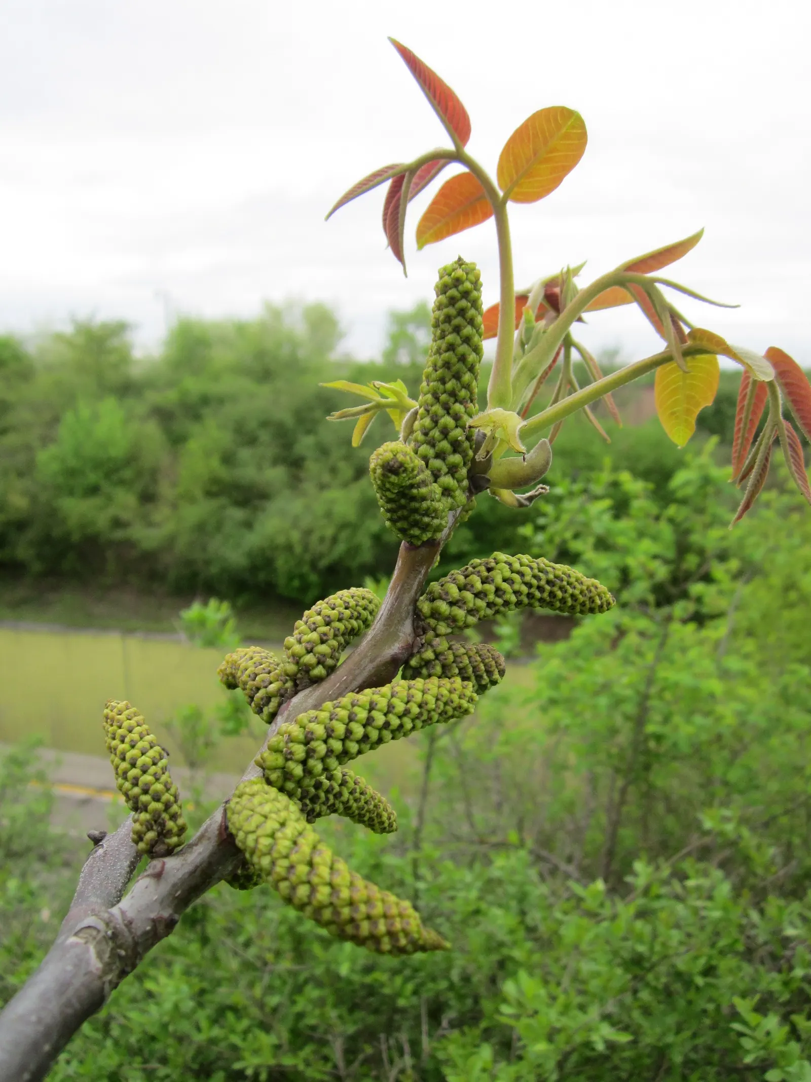 English Walnut (Juglans Regia) — Ample space is a must to accommodate its extensive root system; clients will enjoy the dual benefits of its stately appearance