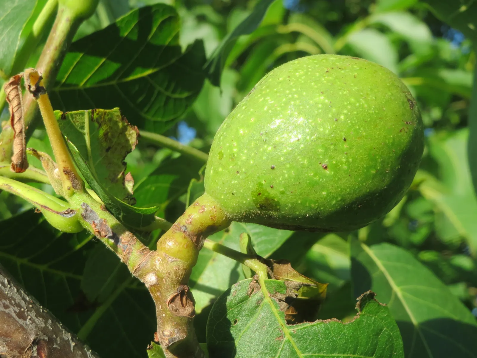 English Walnut (Juglans Regia) — Note that Juglans regia produces a chemical called juglone; typically measuring 5 to 9 inches in length, image 76