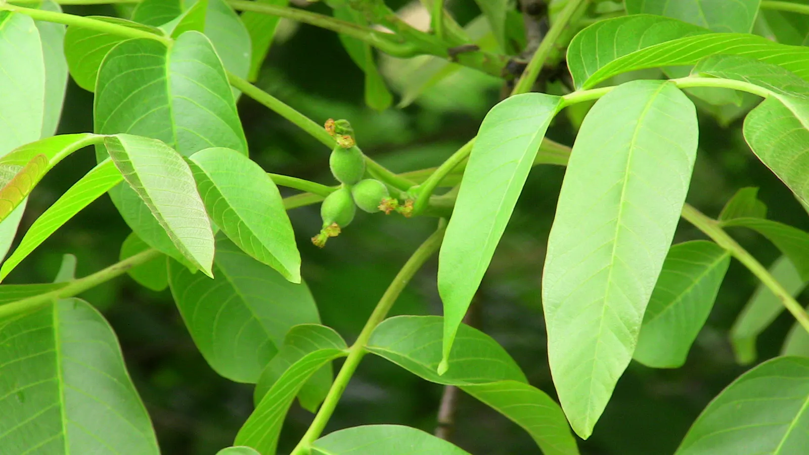 English Walnut (Juglans Regia) — Preferable in zones 4-9, it requires full sun and well-drained soil