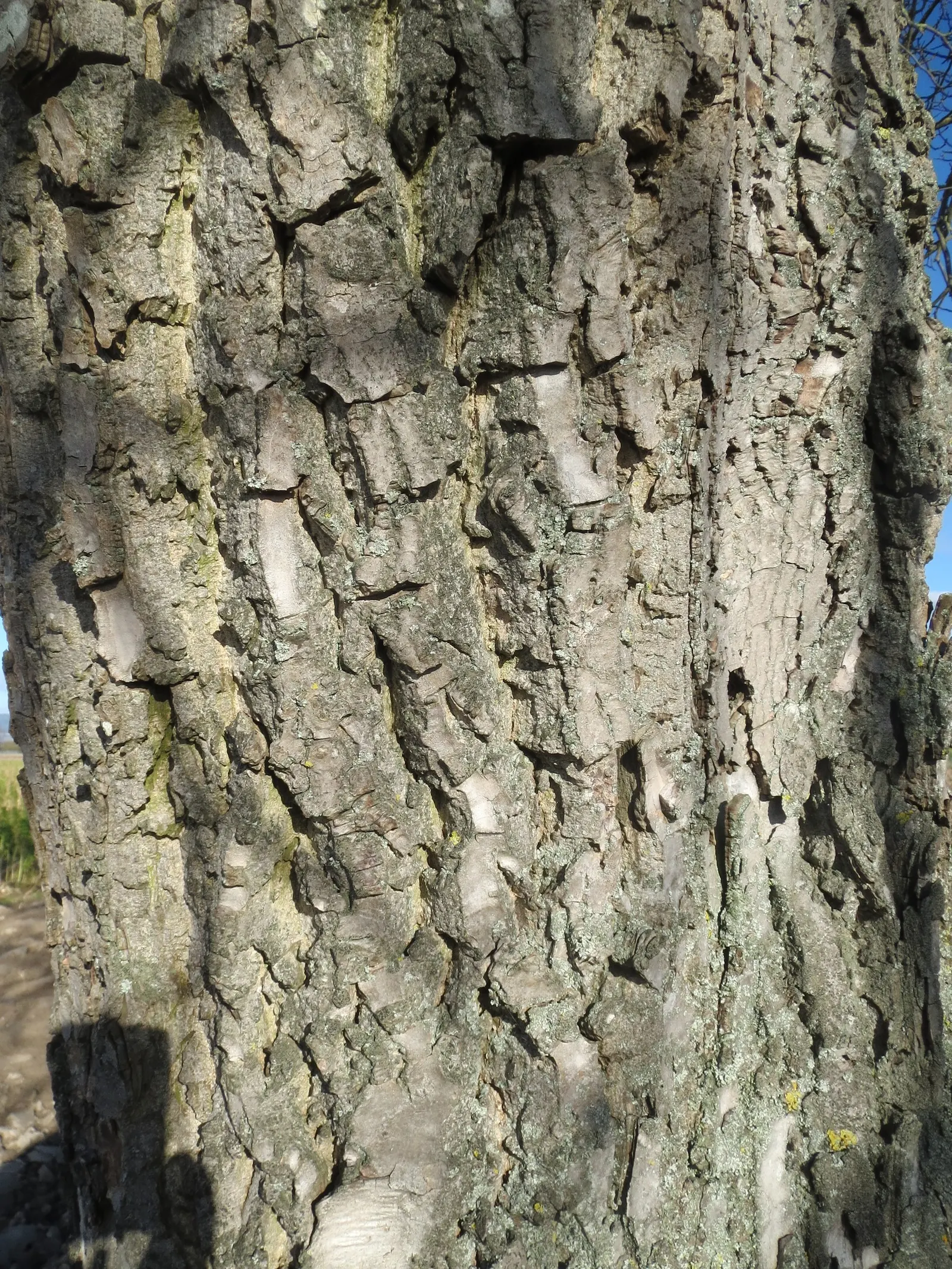 English Walnut (Juglans Regia) — typically measuring 5 to 9 inches in length; tree for full