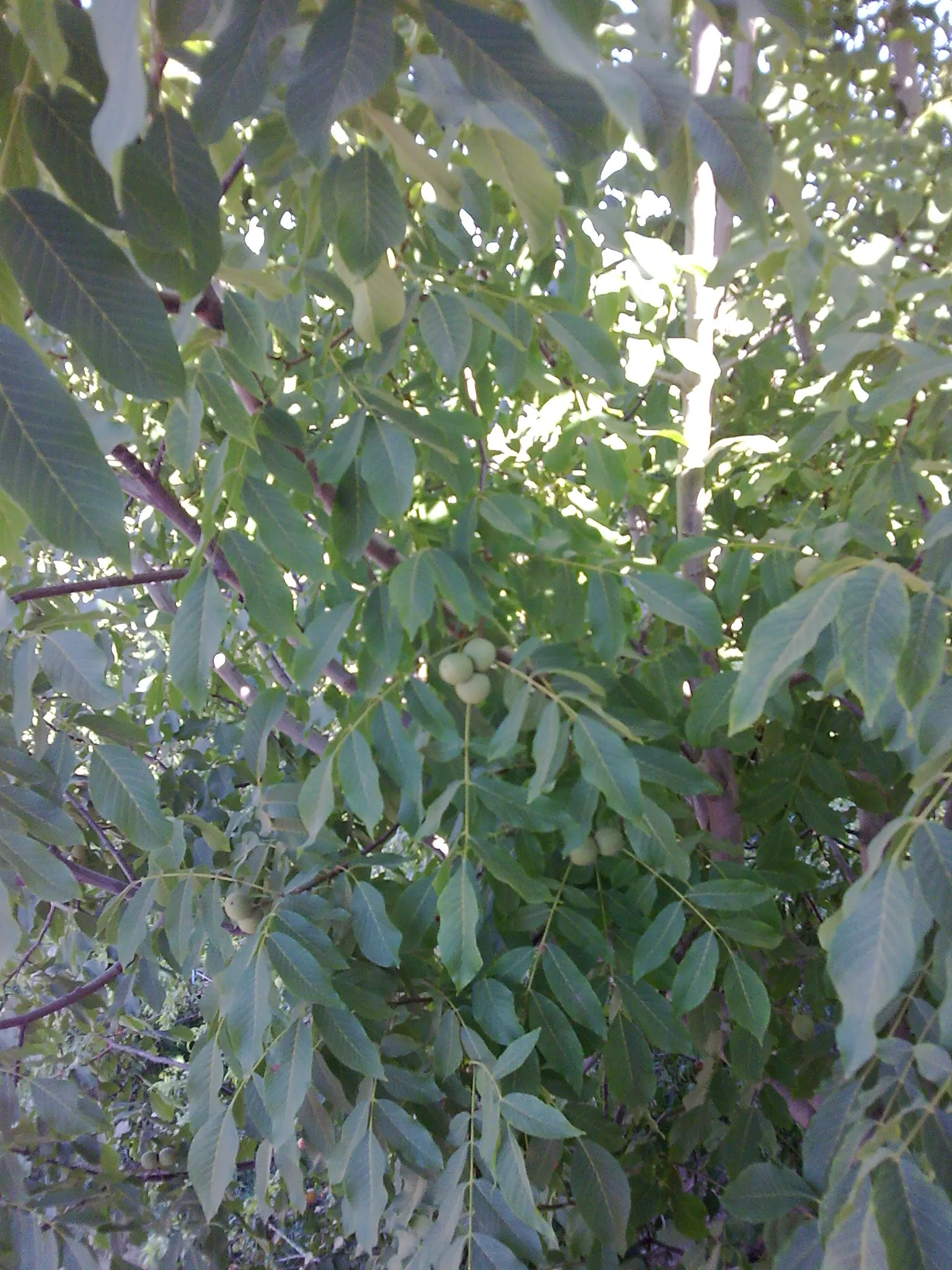 English Walnut (Juglans Regia) — with an arrangement of 5 to 9 leaflets per leaf; scientifically referred to as Juglans regia, image 50
