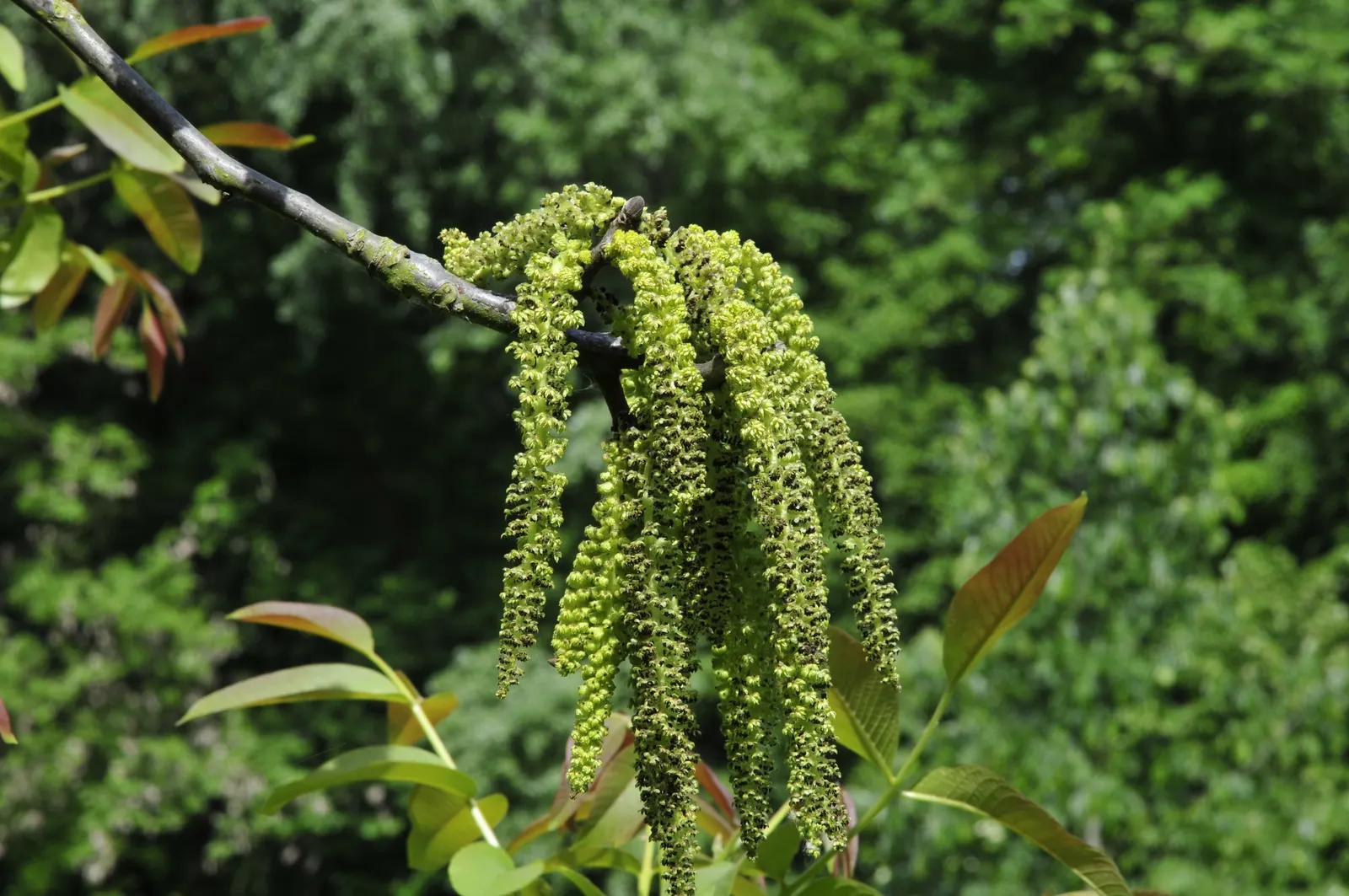 English Walnut (Juglans Regia) — Notable for its pinnate foliage and rounded canopy