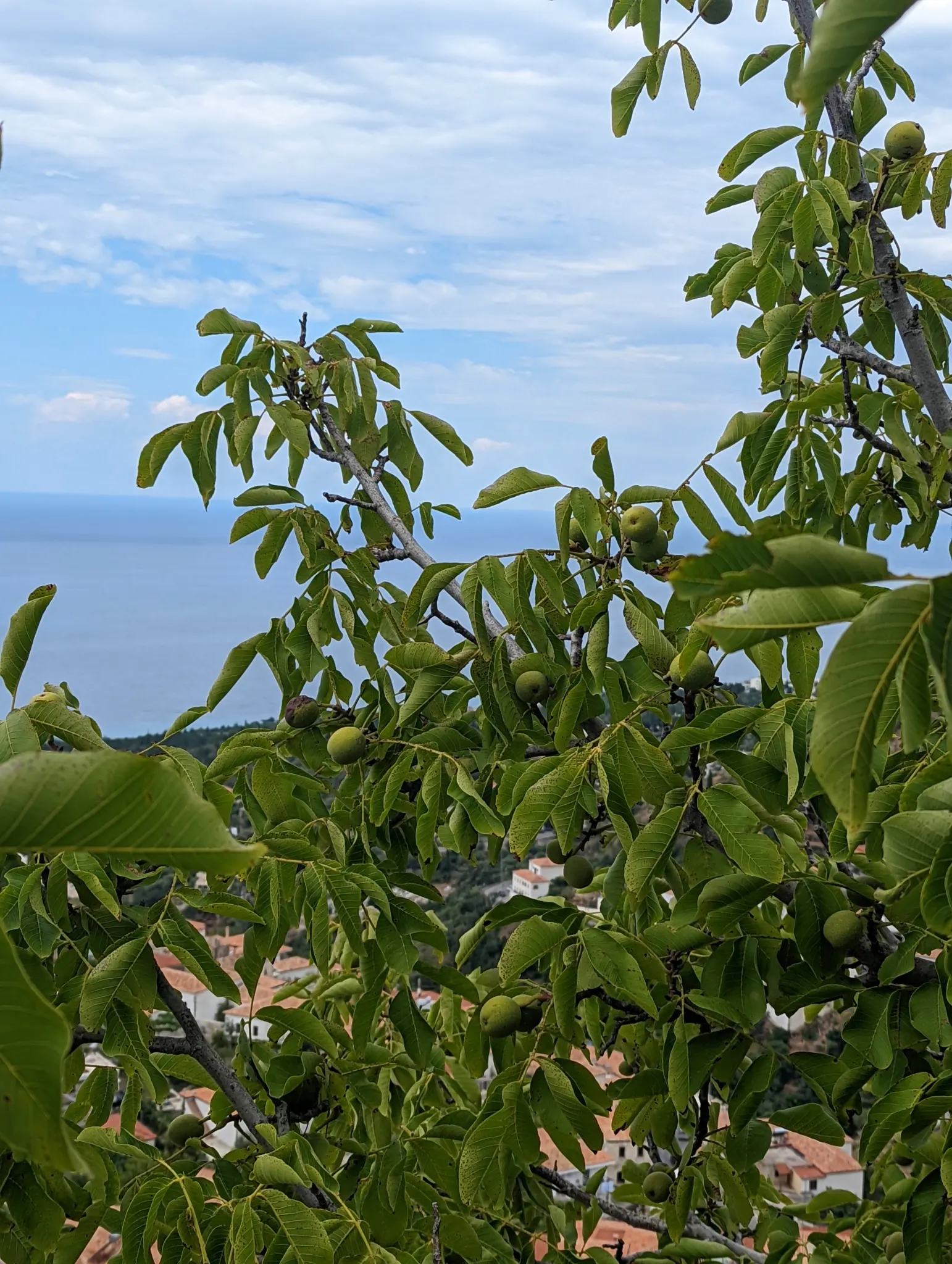English Walnut (Juglans Regia) — While the tree is relatively tolerant of various soil types, it thrives in soil with a pH range of 6 to 7.5; it, image 55