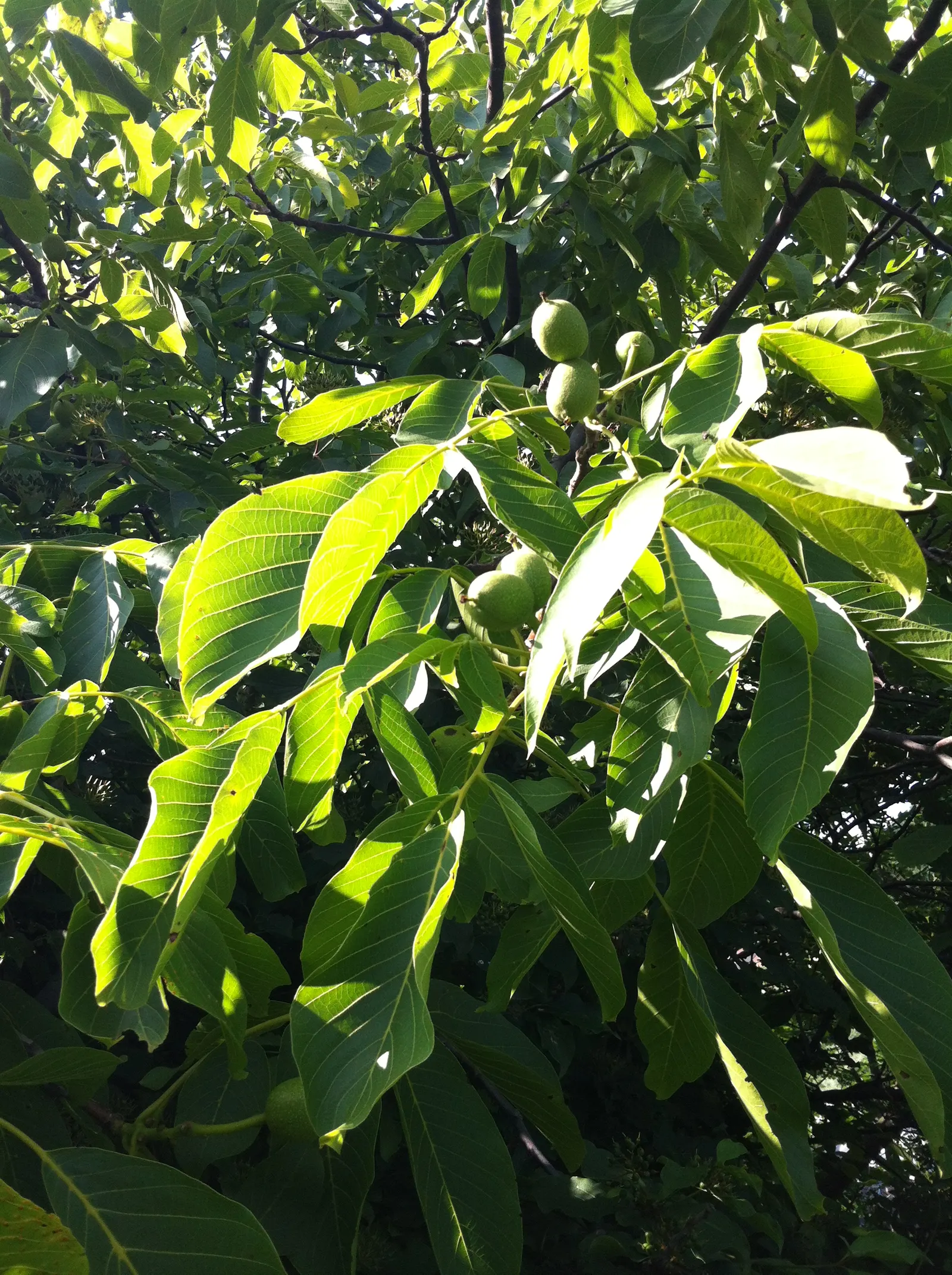 English Walnut (Juglans Regia) — the English Walnut prefers well-drained; mature specimens can reach heights ranging from 40 to 60 feet with a, image 53