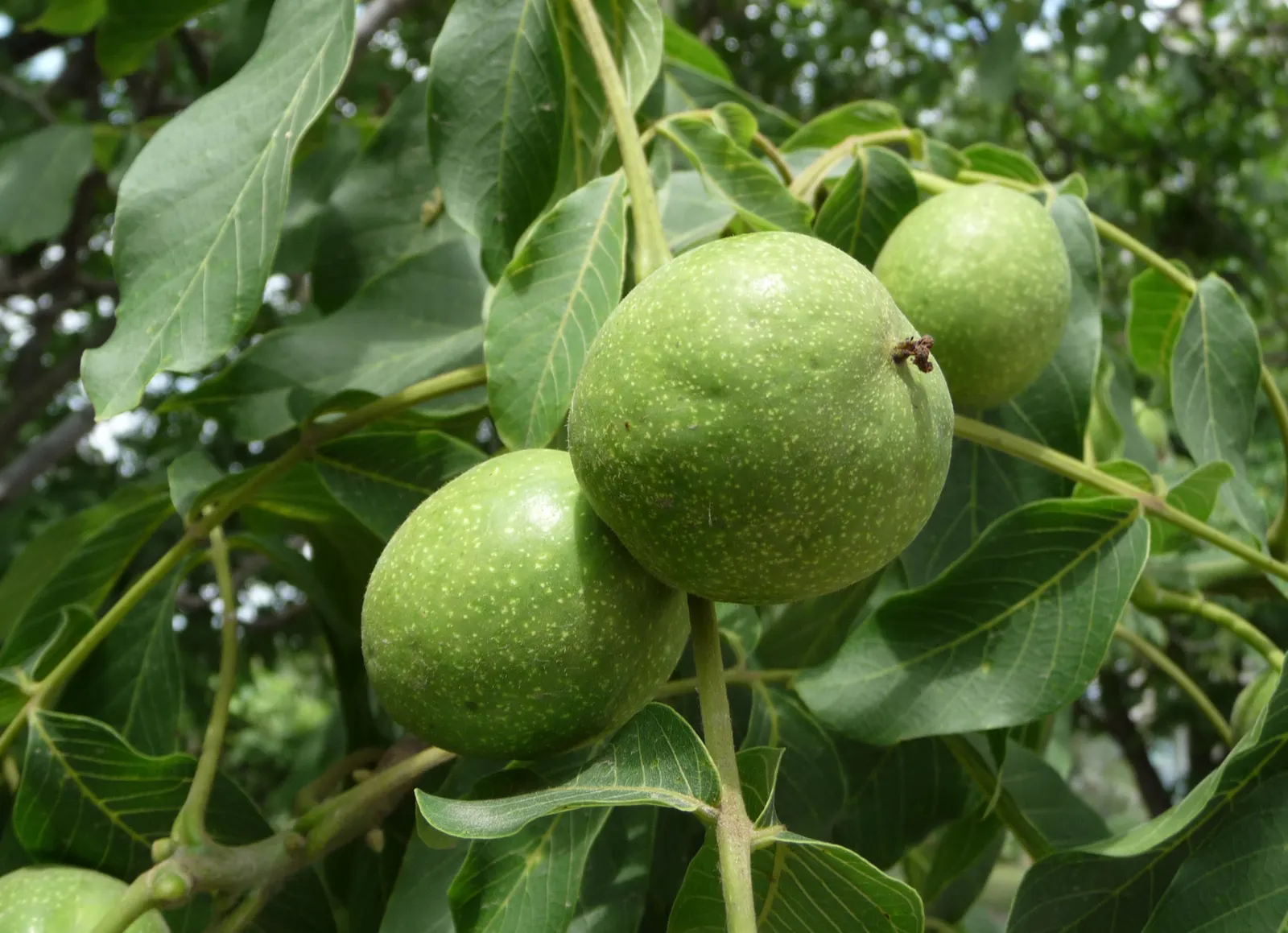English Walnut (Juglans Regia) — thus care should be taken when selecting companion flora.<br><br>Furthermore; preferable in zones 4-9, it requires, image 58