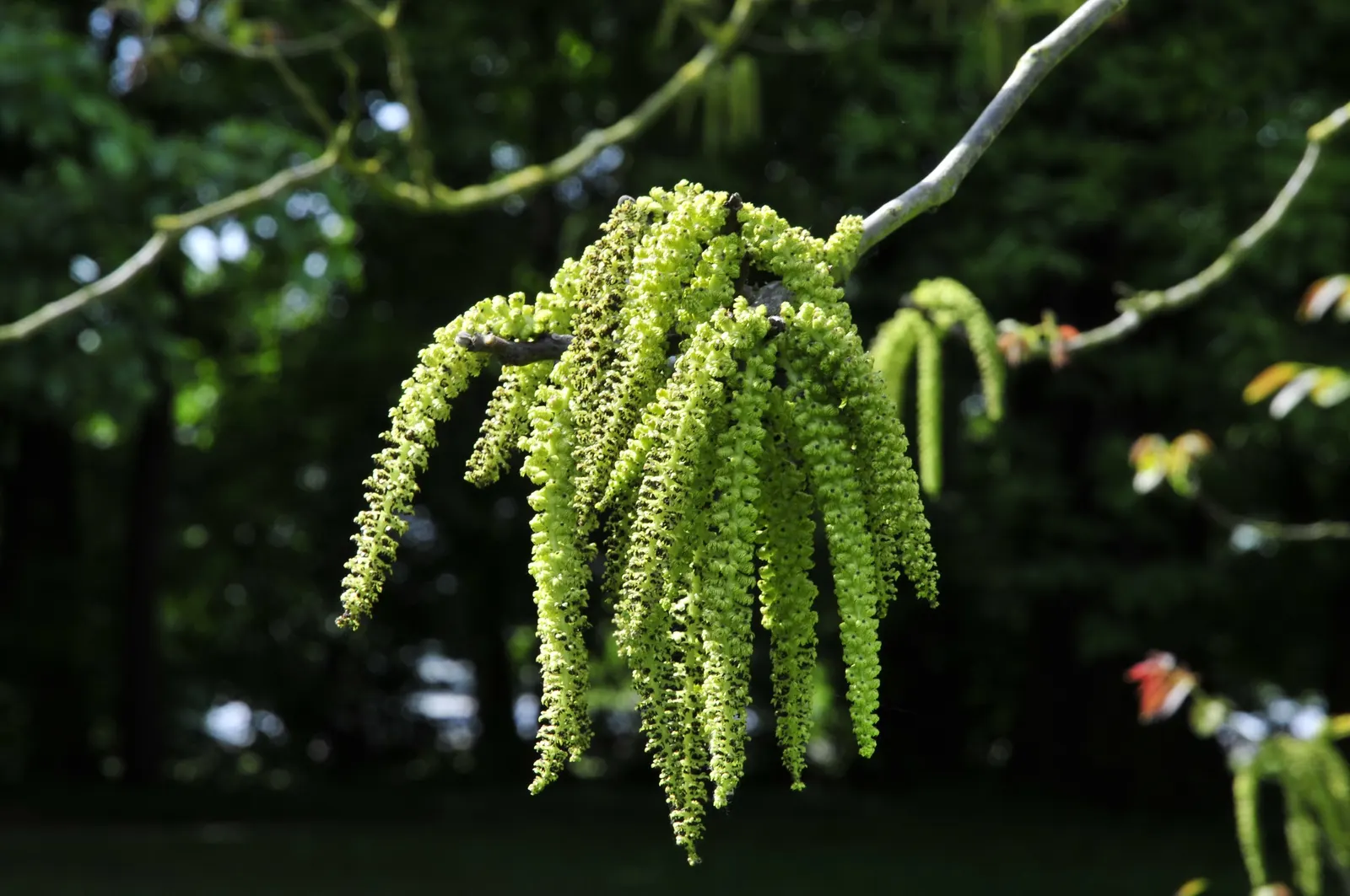 English Walnut (Juglans Regia) — esteemed for its fine-quality nuts and attractive timber