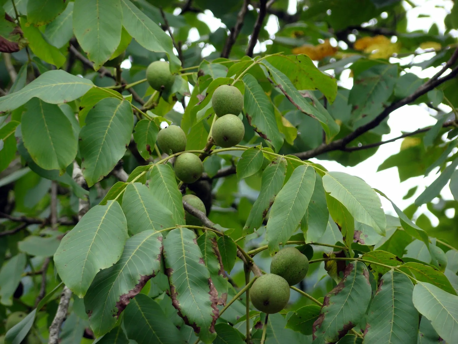 English Walnut (Juglans Regia) — By late summer to fall, the tree yields its hallmark walnuts encased in a round, green husk; fertile soil and a, image 51