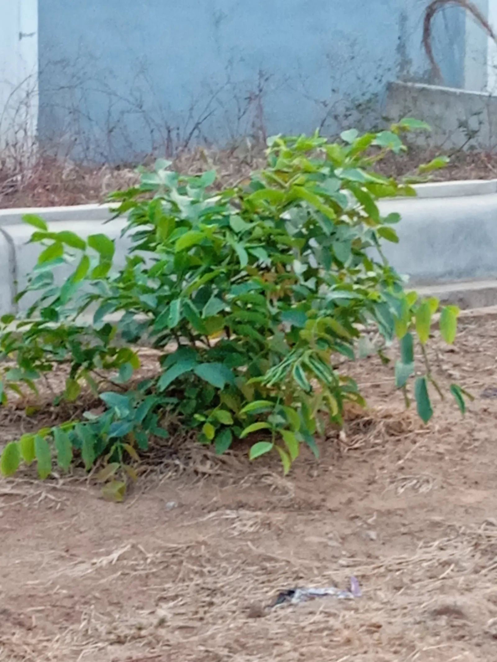 English Walnut (Juglans Regia) — scientifically referred to as Juglans regia; ample space is a must to accommodate its extensive root system, image 47