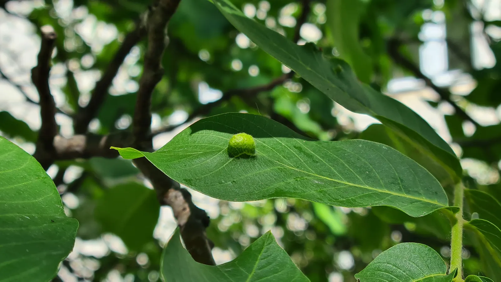 English Walnut (Juglans Regia) — which may inhibit growth of certain plants nearby; note that Juglans regia produces a chemical called juglone, image 77