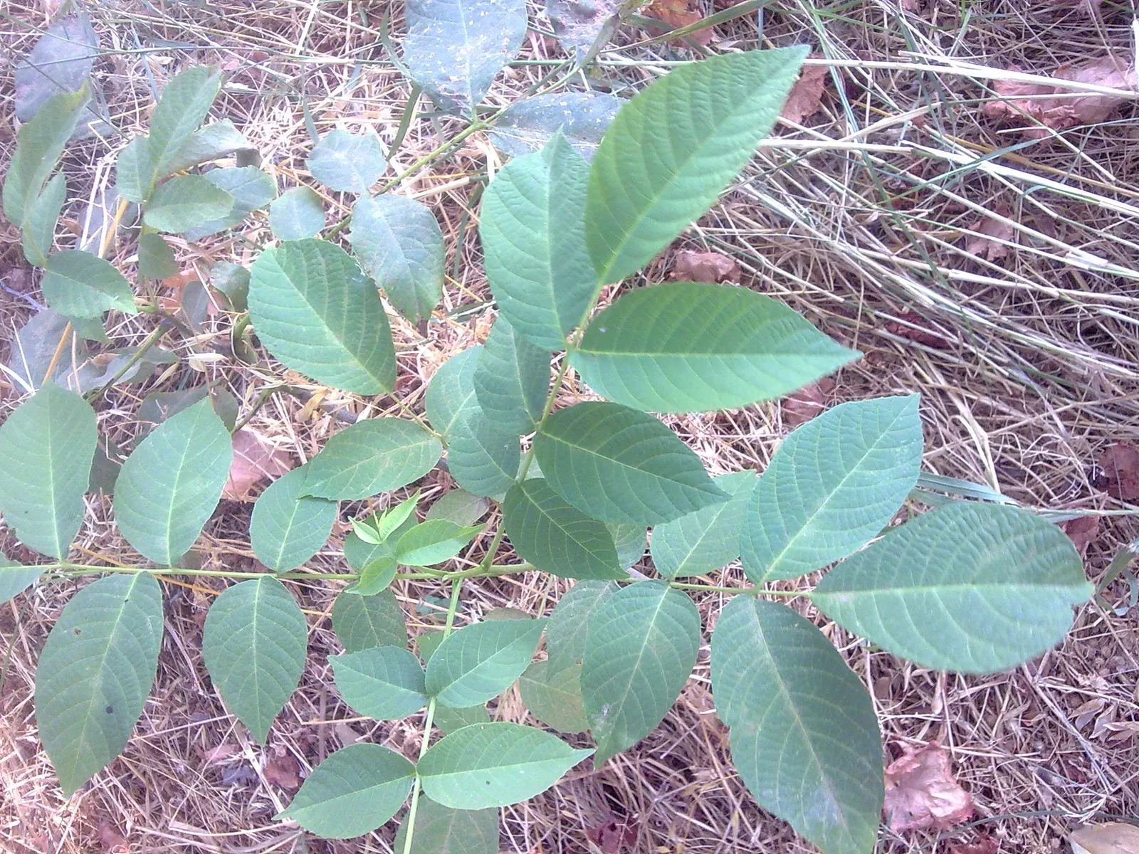 English Walnut (Juglans Regia) — Note that Juglans regia produces a chemical called juglone; typically measuring 5 to 9 inches in length, image 56