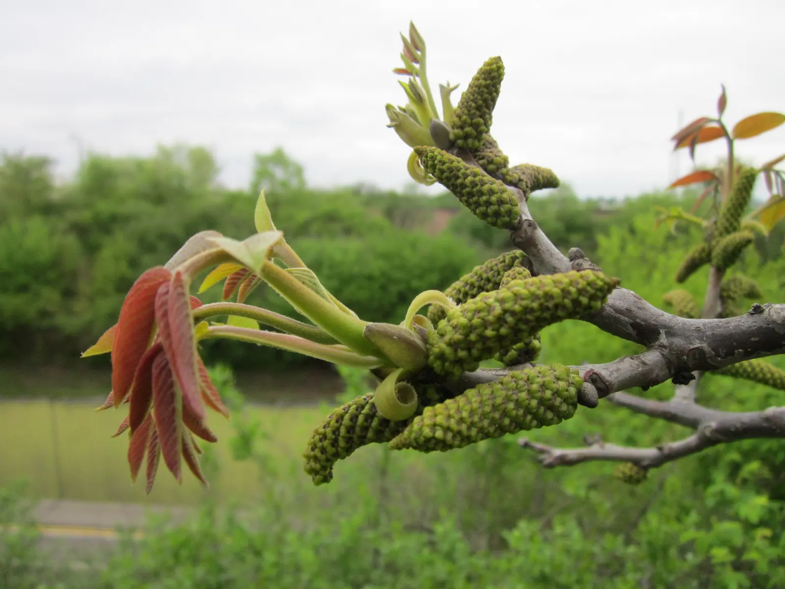 English Walnut (Juglans Regia) — tree for full; which may inhibit growth of certain plants nearby, image 80