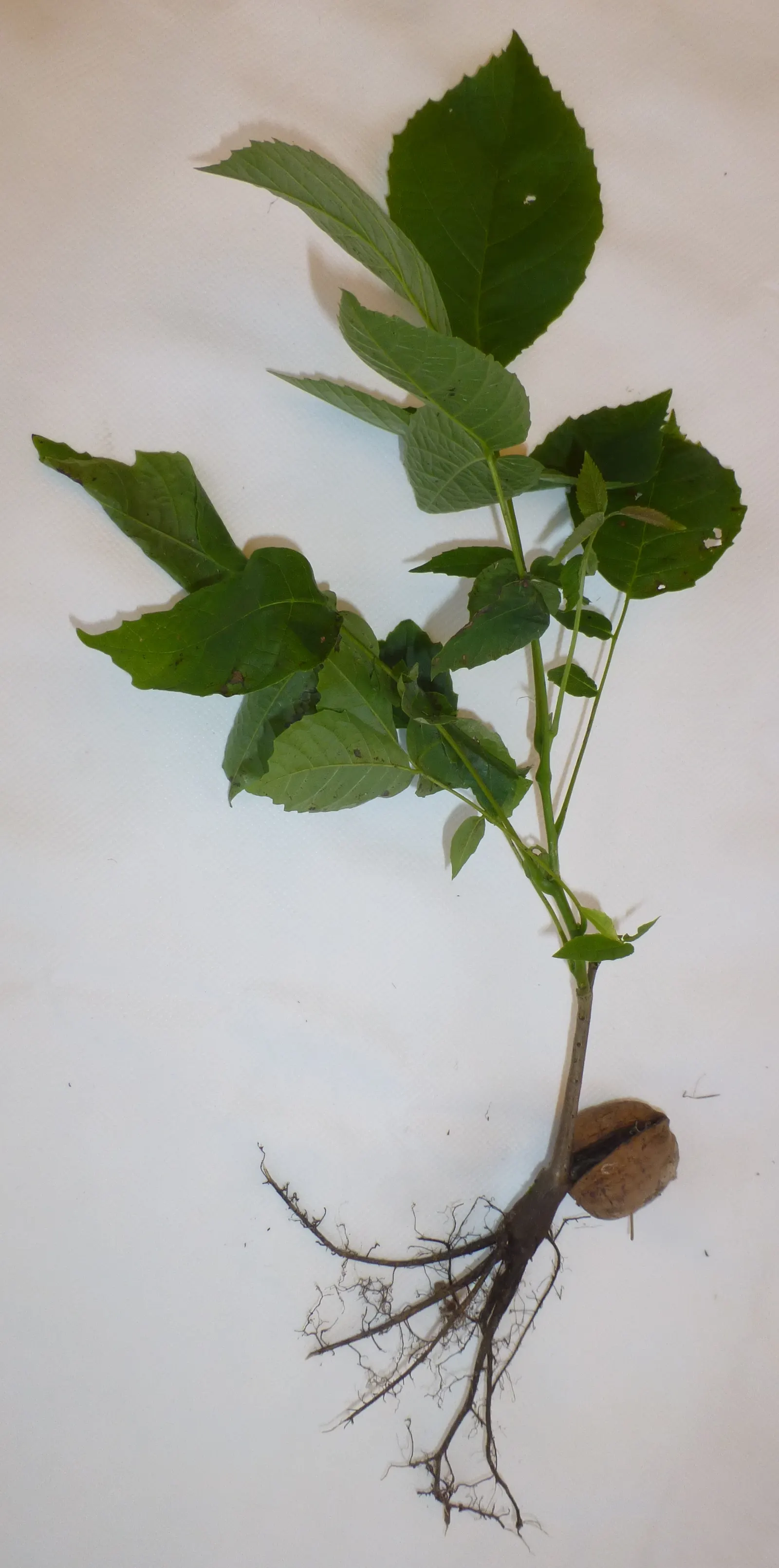English Walnut (Juglans Regia) — this stately tree also offers yellow-green catkins in spring; hard-shelled nut inside.<br><br>For optimal growth, image 45