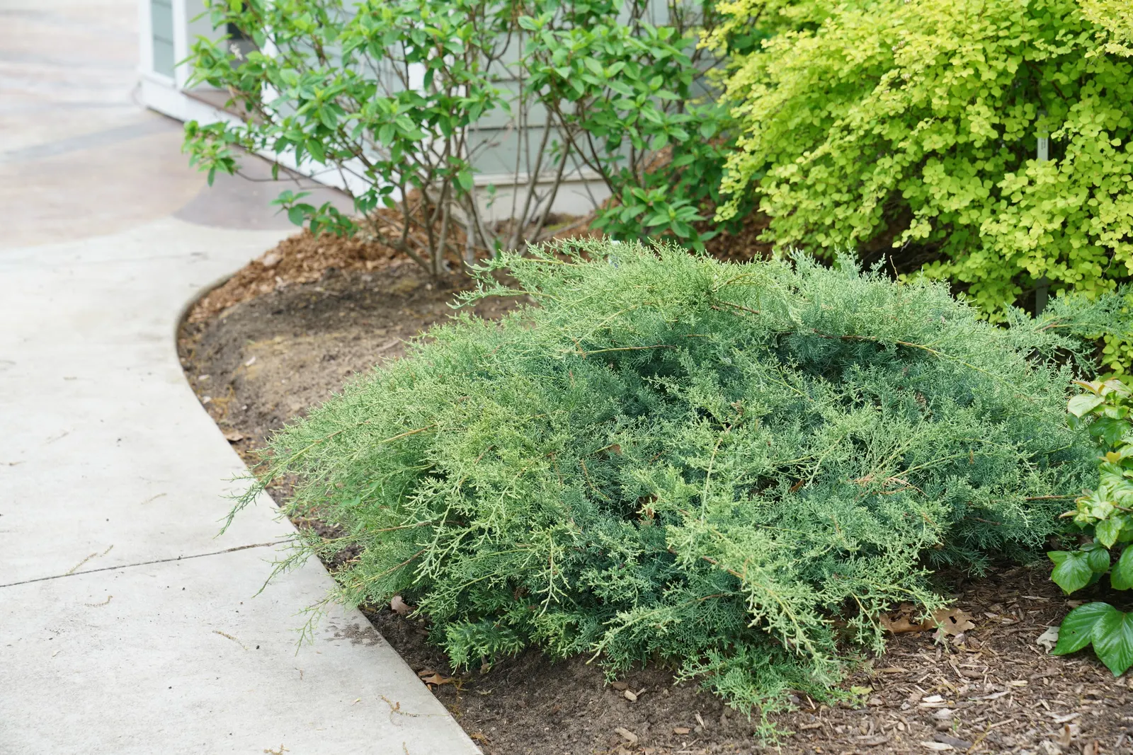 Montana Moss® Juniper (Juniperus chinensis) — moss-like blue-green foliage and a spreading