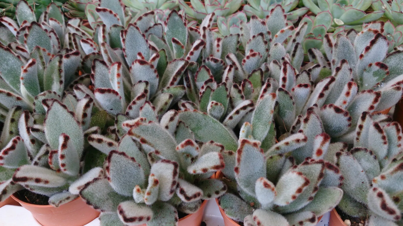 Panda Plant (Kalanchoe Tomentosa) — preferring a well-draining mix and moderate watering; is a compelling addition to any landscape design due to its unique