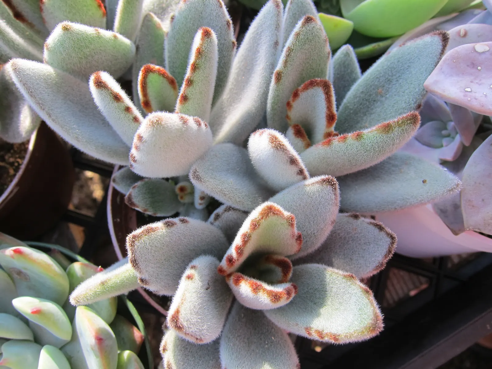 Panda Plant (Kalanchoe Tomentosa) — succulent for full or half; and the plant's simple propagation methods by leaf cuttings to ensure successful cultivation